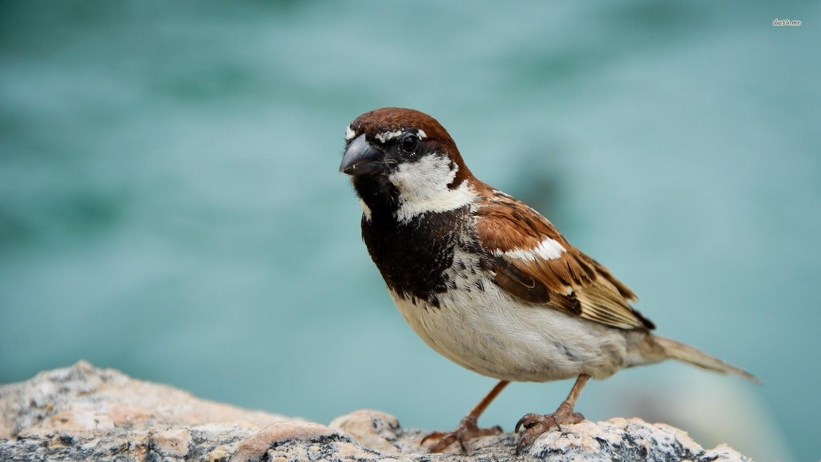 1600x900 Sparrow. Sparrow HD Wallpaper. Sparrow Picture. Sparrow Photo, Desktop