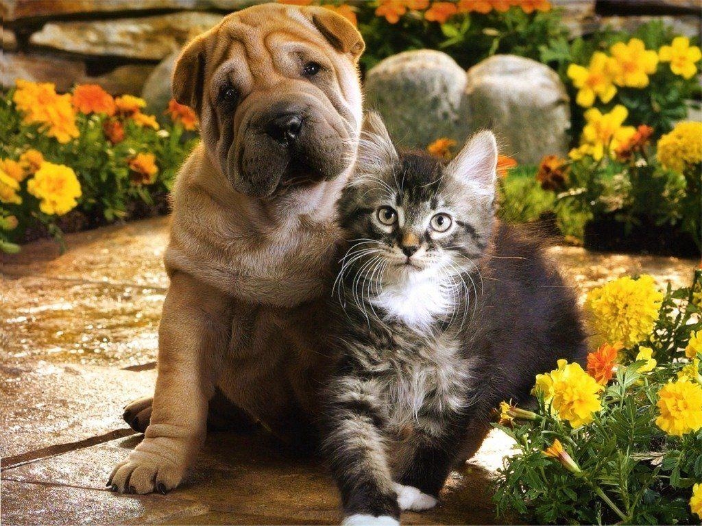 1030x770 Cute Dogs. Pets: Puppies and Kittens Together Picture, Desktop