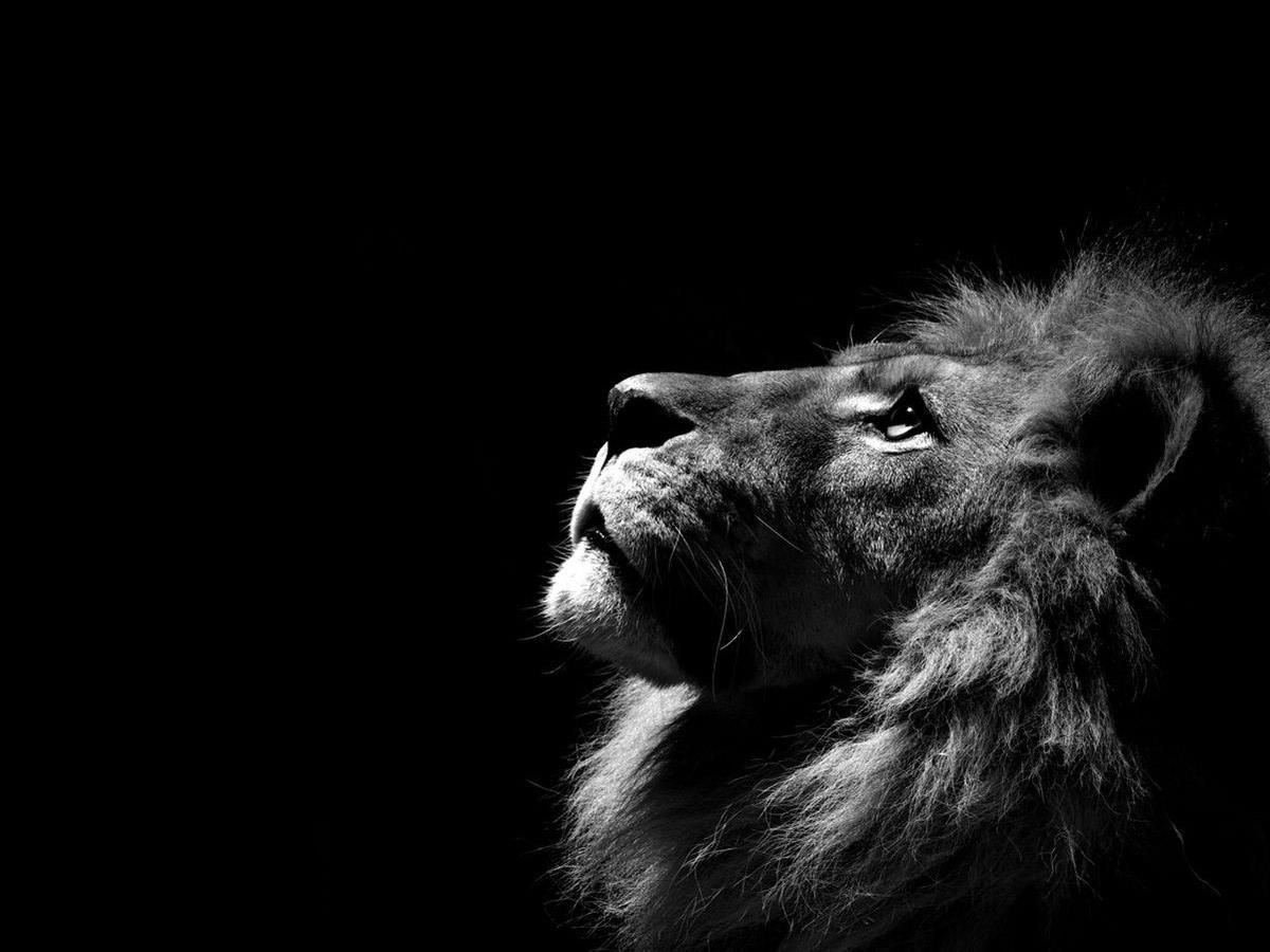 1200x900 Black Lion Wallpaper Free Black Lion Background, Desktop