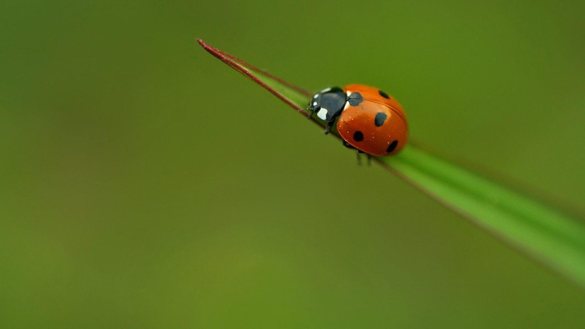 1920x1080 Beetles Tag wallpaper: Leaves Beetles Plants Nature Animals Insects, Desktop