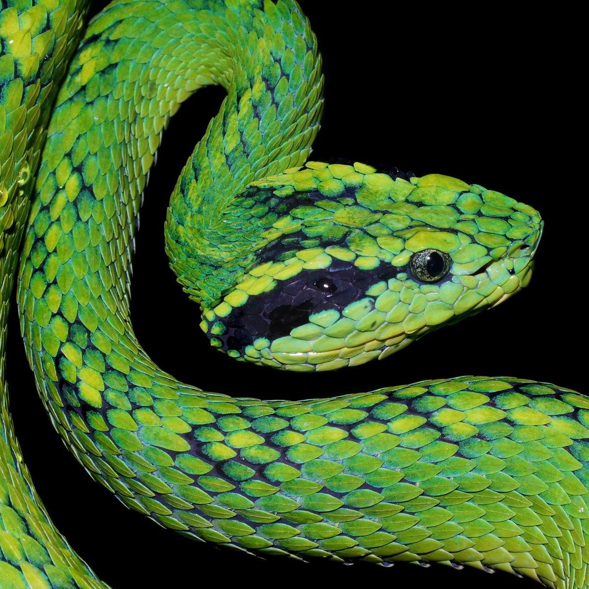 1200x1200 Hashtag #pitviper auf Twitter, Phone