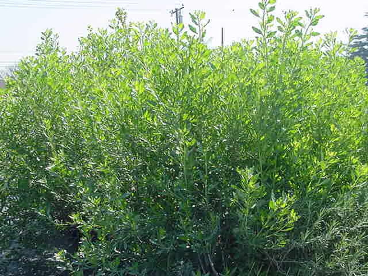 1280x960 Baccharis emoryi (Emory's Baccharis), Desktop