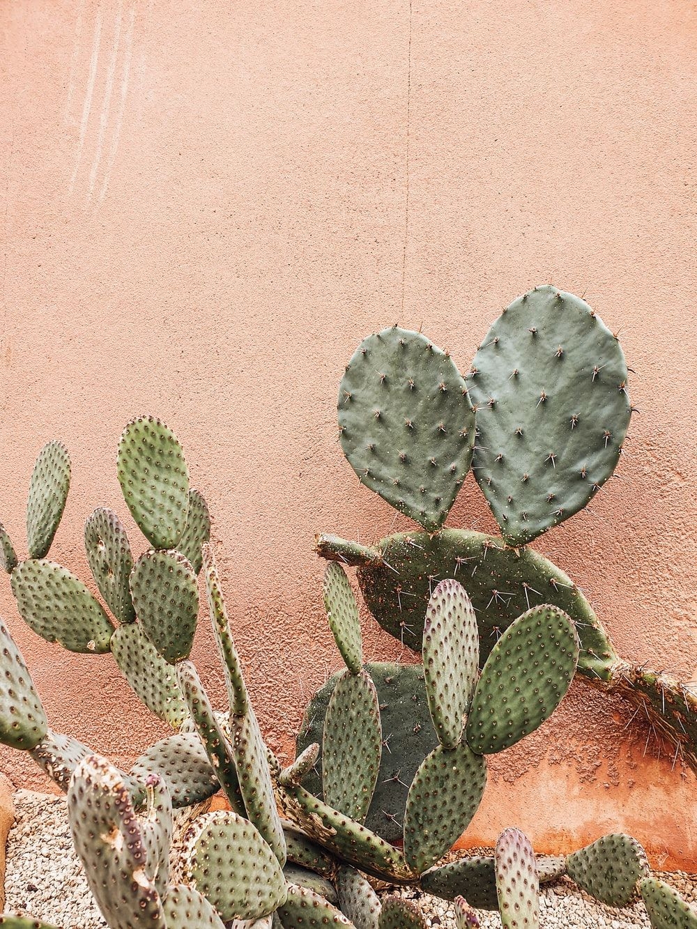 1000x1340 Cactus Wallpaper: Free HD Download [HQ], Phone