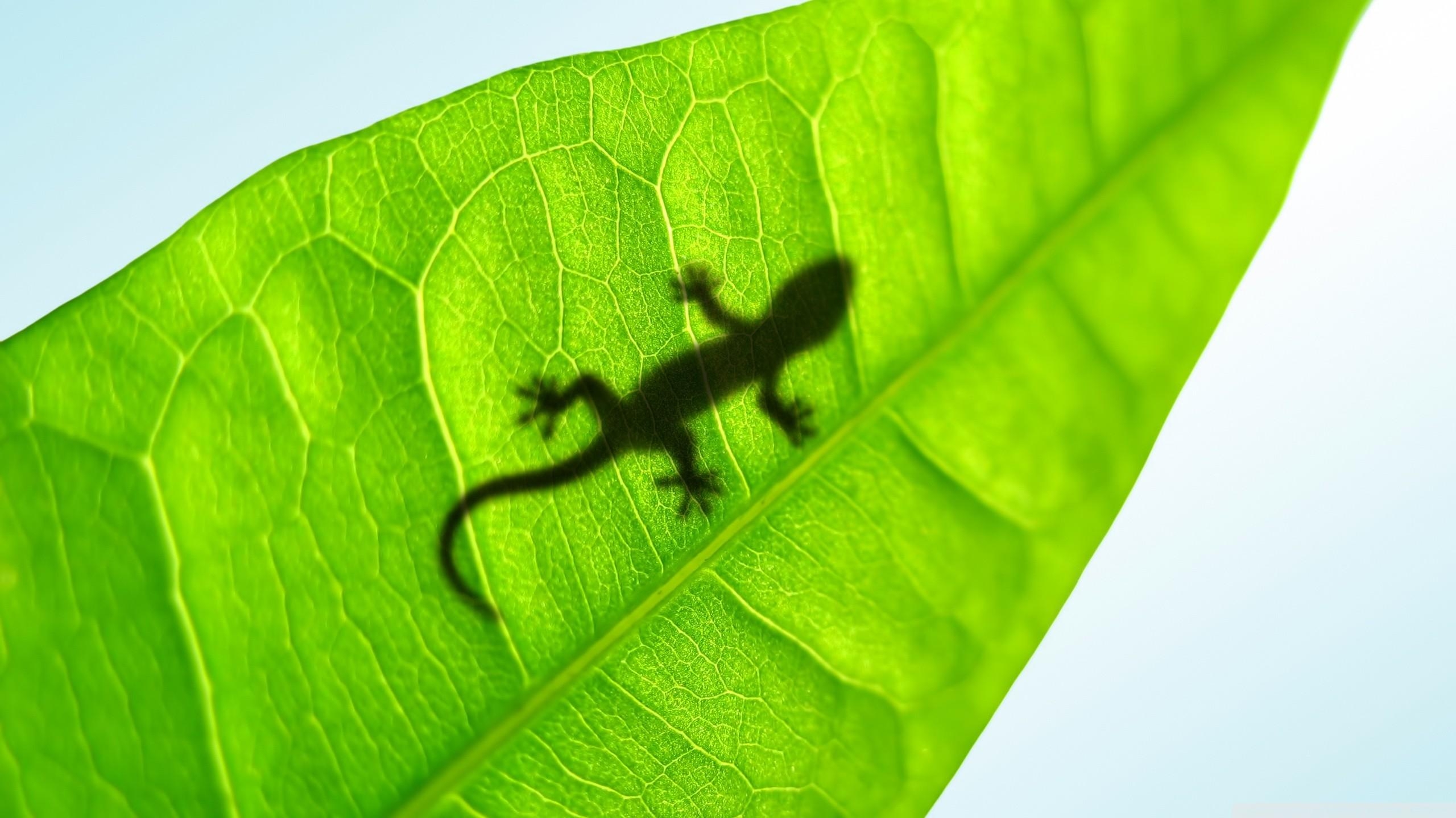 2560x1440 Gecko Wallpaper, Desktop