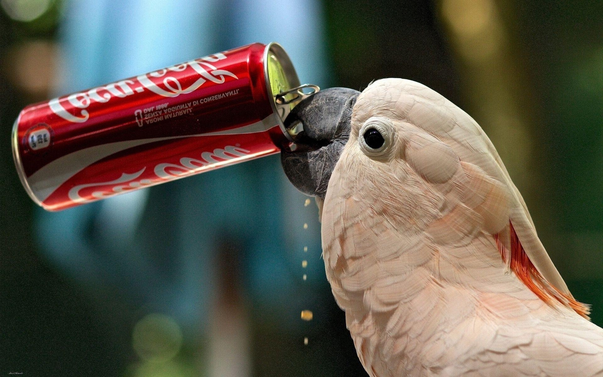 1920x1210 Parrot Drink Coca Cola Wallpaper HD / Desktop And Mobile Background, Desktop