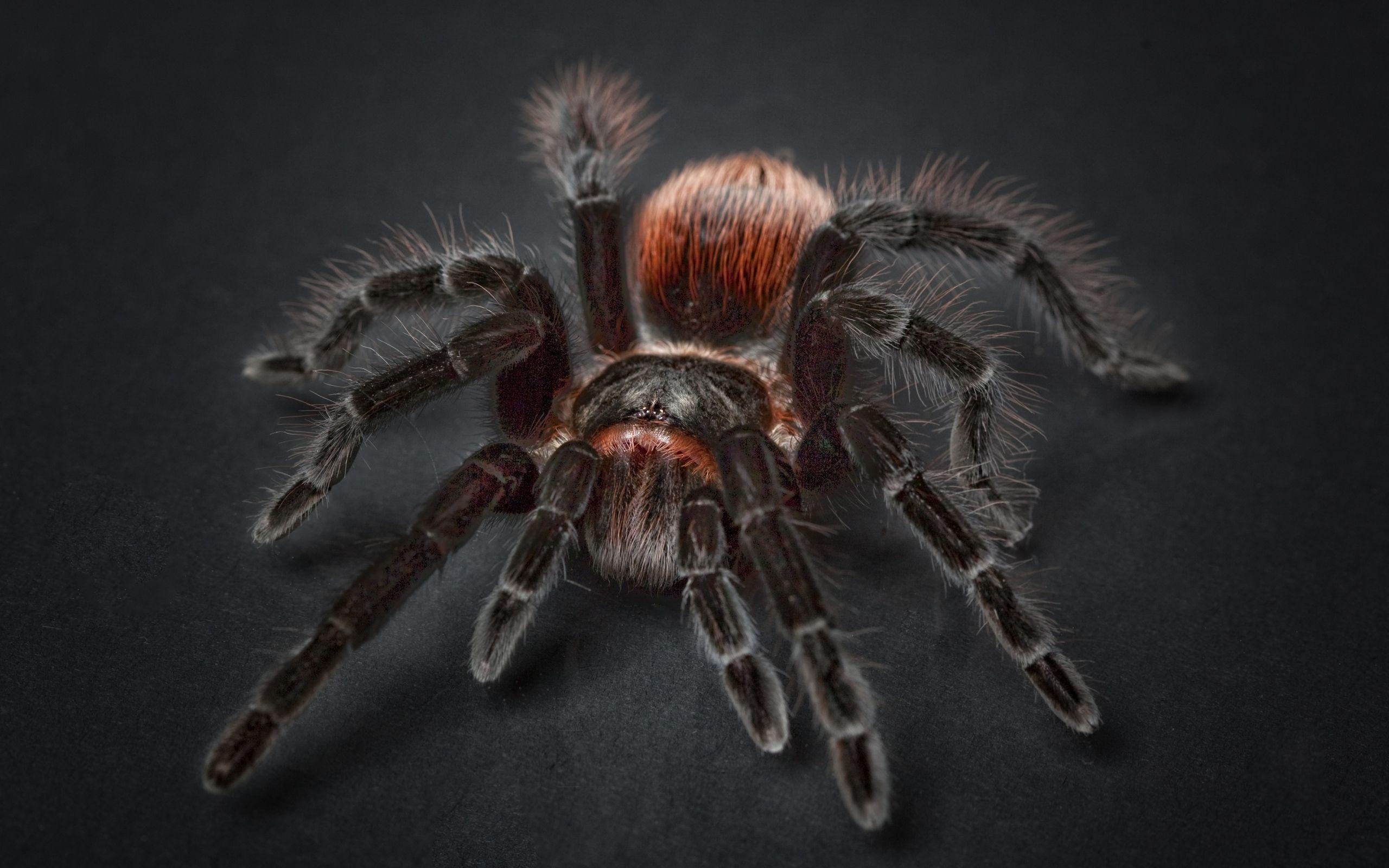 2560x1600 Download Wallpaper  Tarantula, Arachnophobia, Spider, Desktop