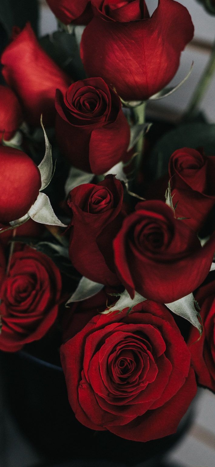 710x1540 Beautiful Rose iPhone Wallpaper, Phone