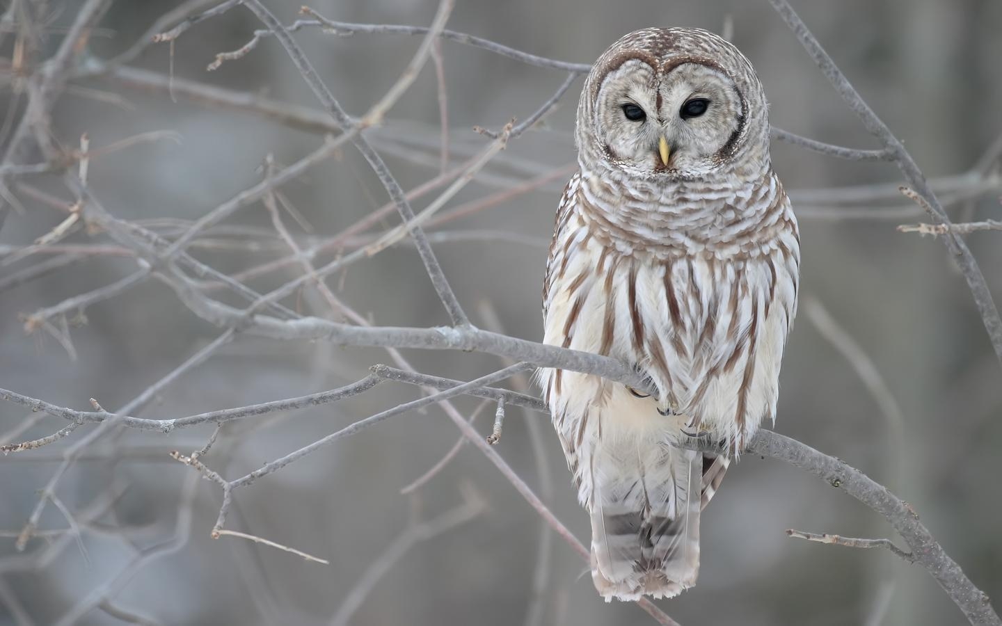 1440x900 A selection of 10 Image of Owl in HD quality, Desktop