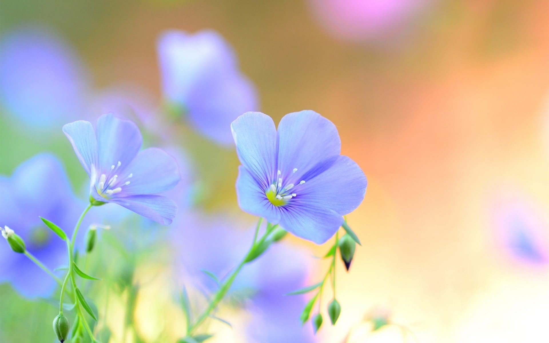 1920x1200 Light Blue Flower, Desktop