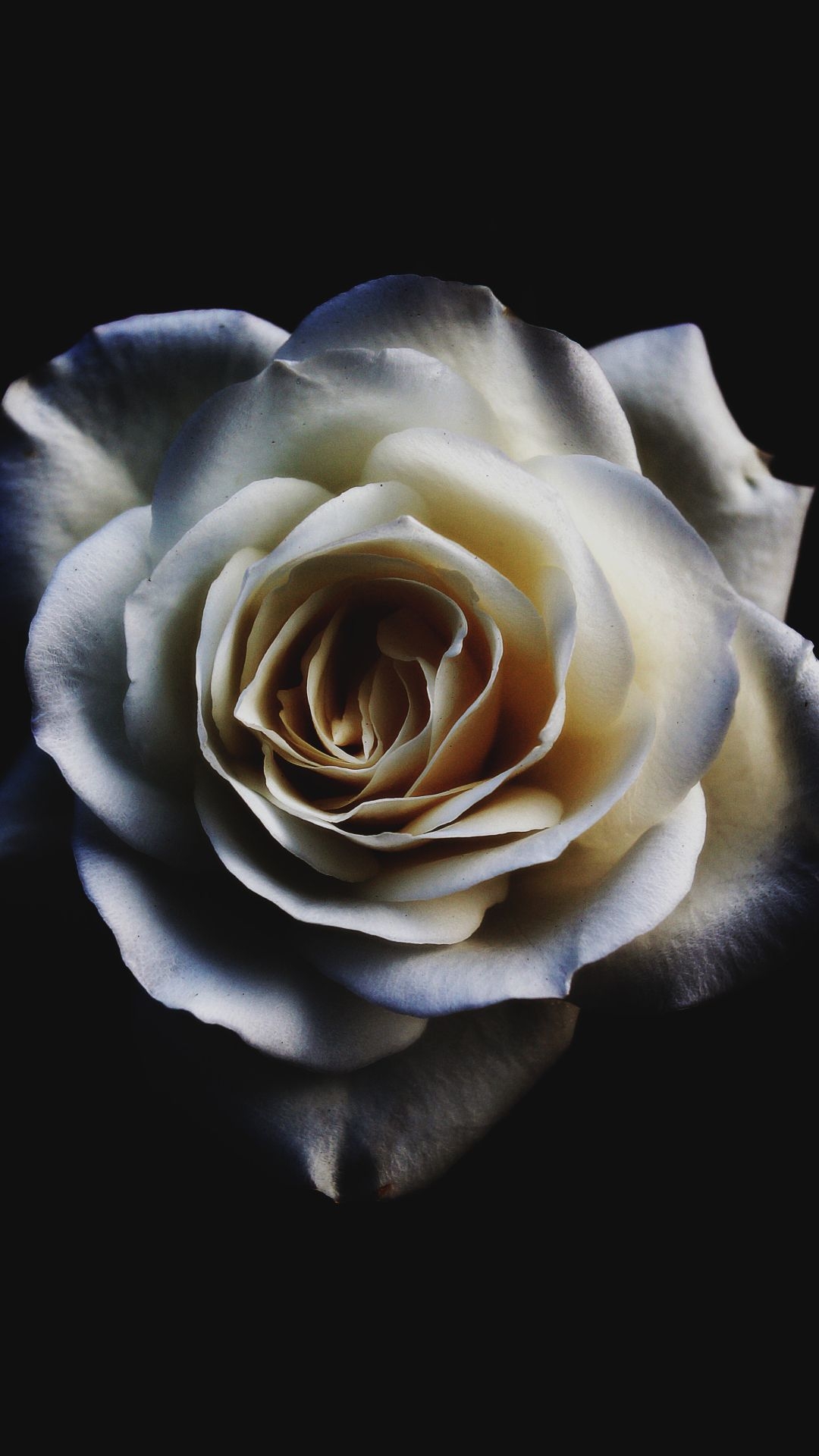 1080x1920 White Rose iPhone Wallpaper, Phone