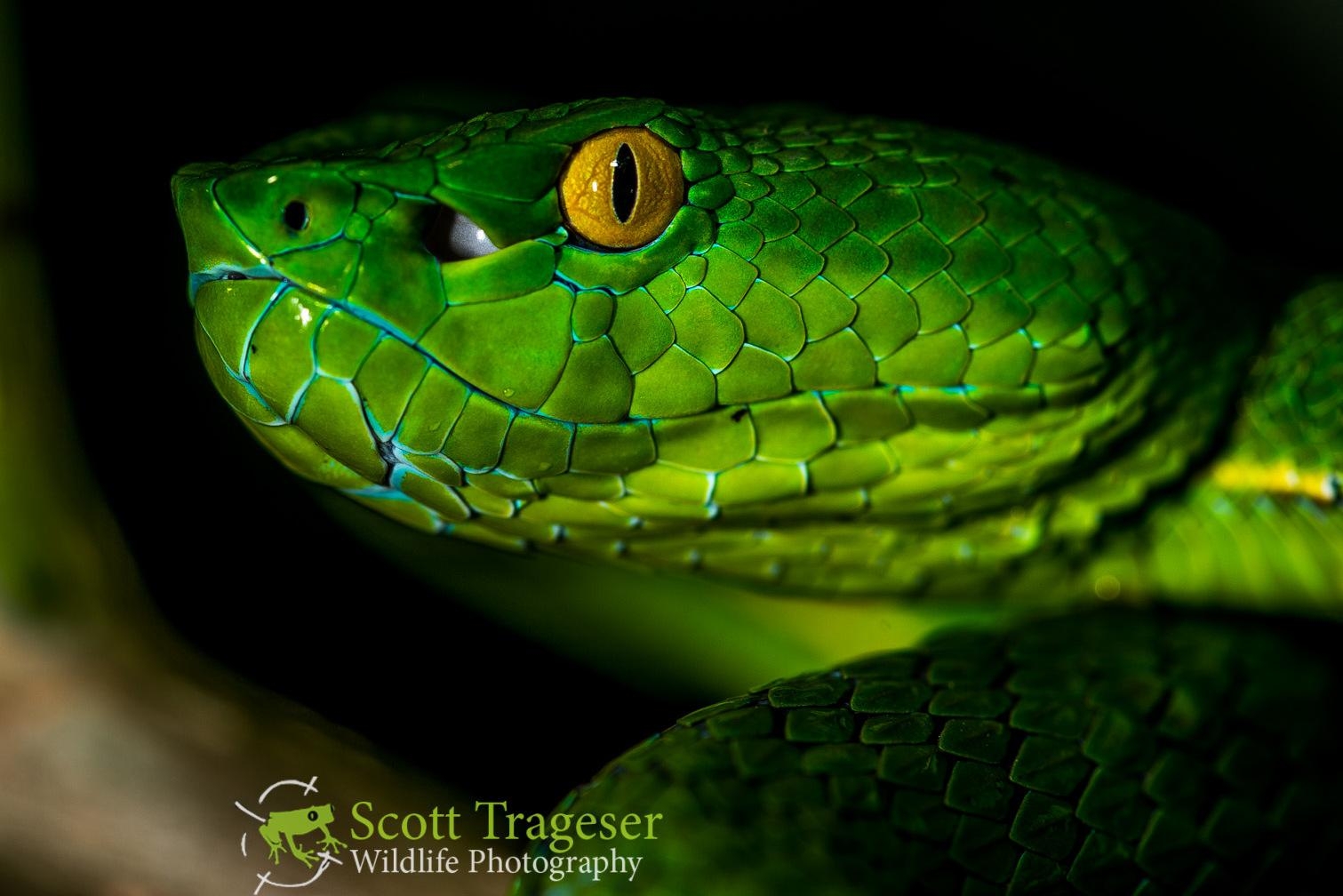 1520x1010 Vogel's Pit Viper, Desktop