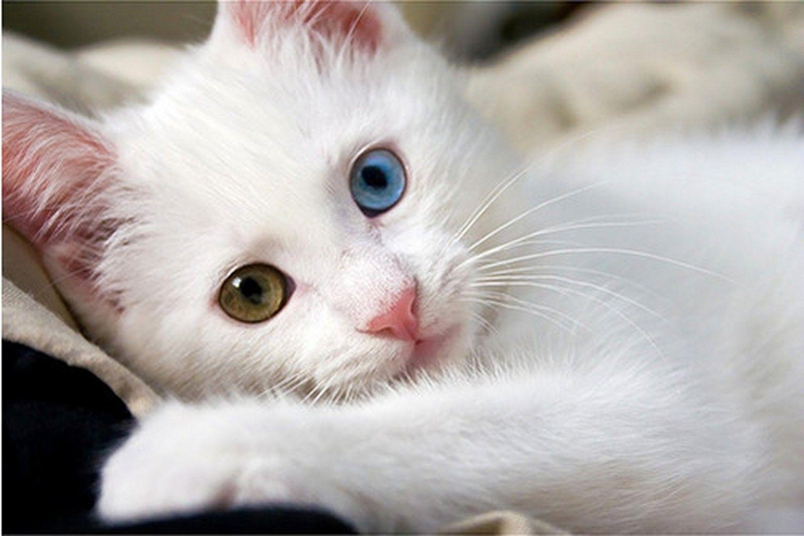 1600x1070 Cute white Cat wallpaper, Desktop