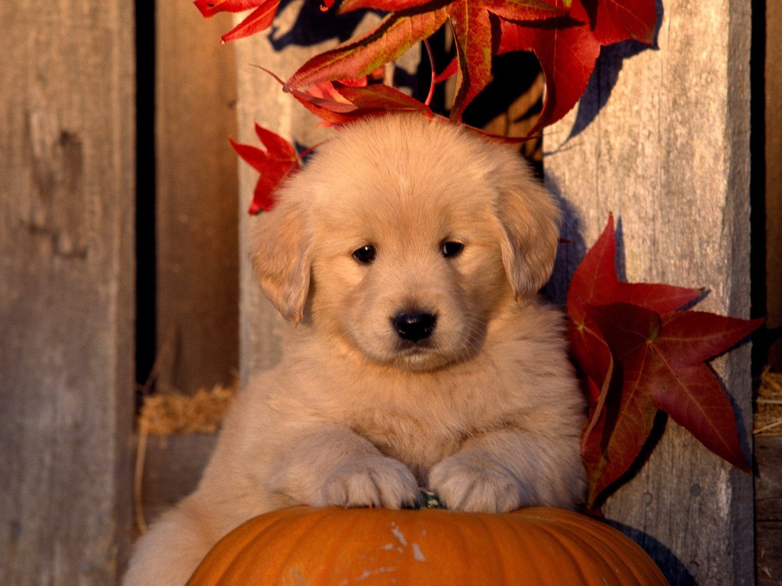 1600x1200 Autumn Golden Retriever puppy photo and wallpaper. Beautiful, Desktop