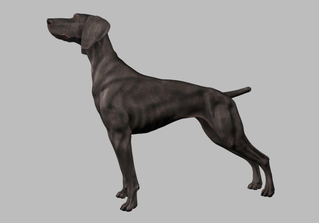 1100x770 bits of this and that: Weimaraner (the final 129a.2 project), Desktop