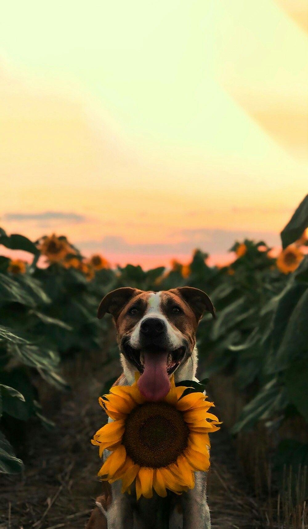 1000x1720 PHOTOGRAPHY. Dog wallpaper iphone, Dog wallpaper, Sunflower wallpaper, Phone