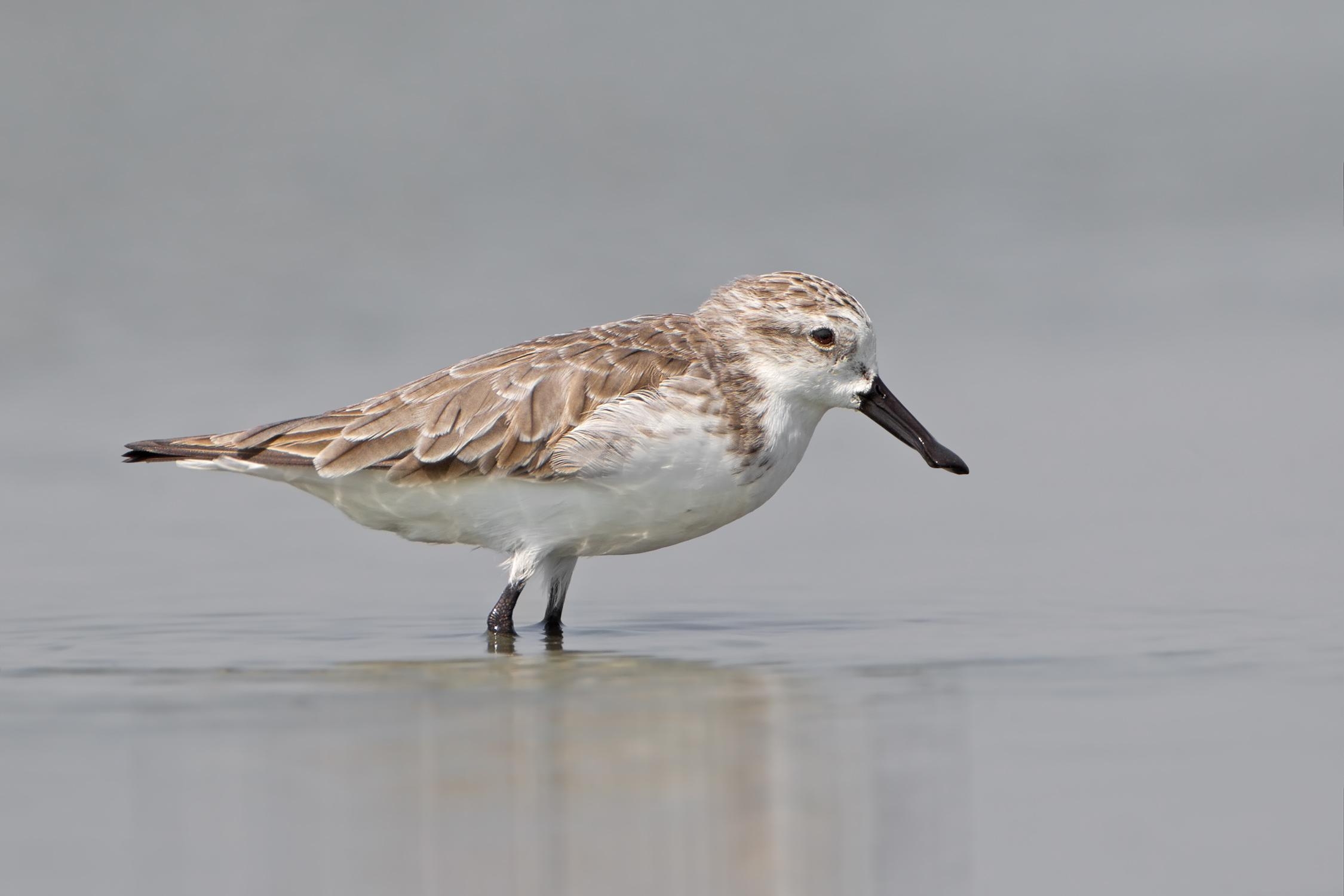 2250x1500 Spoon Billed Sandpiper Photo And Wallpaper. Collection, Desktop