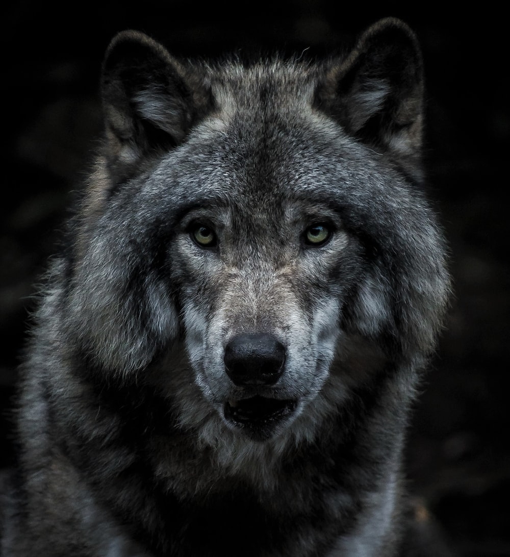 1000x1100 Wolf Wallpaper: Free HD Download, Phone