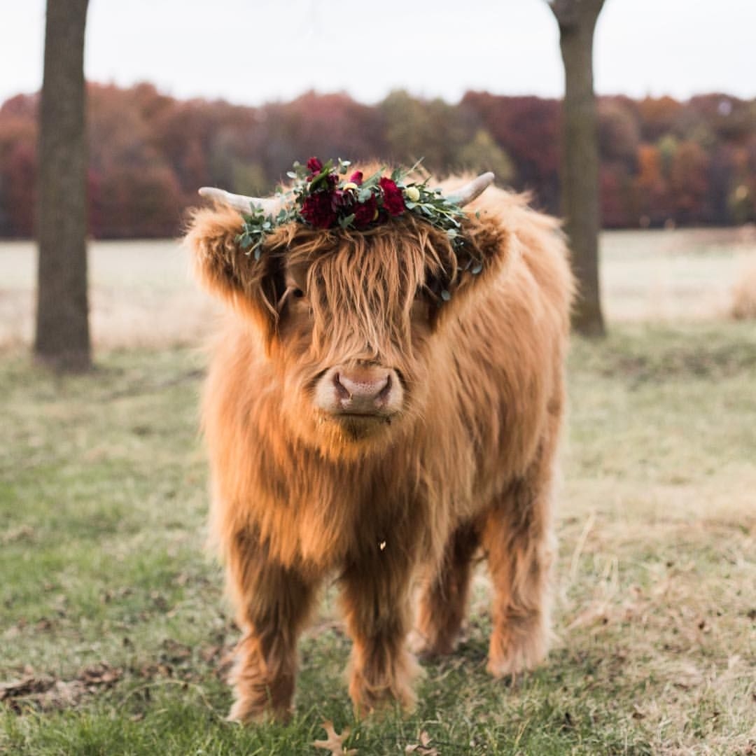 1080x1080 Highland miniature cow. Miniature cows, Fluffy cows, Minature cows, Phone