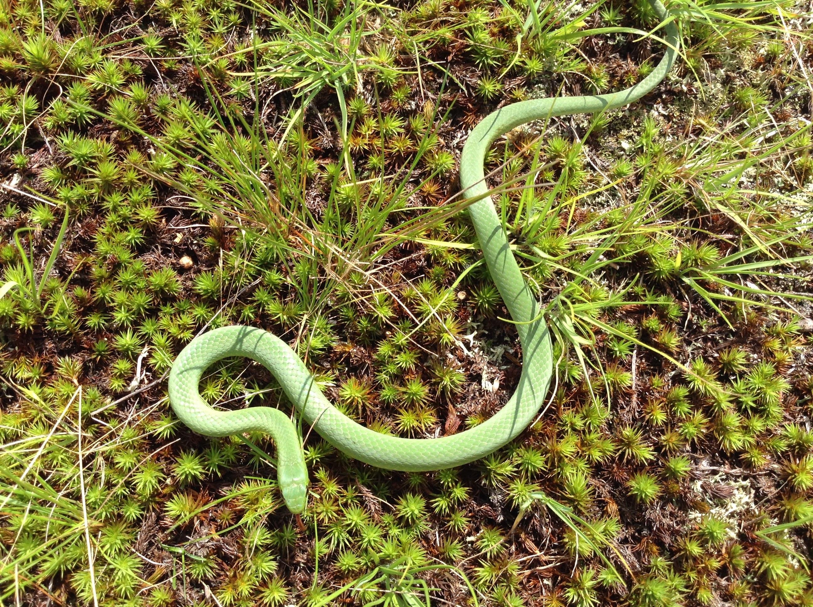 2600x1940 Green Snake Wisconsin, Desktop