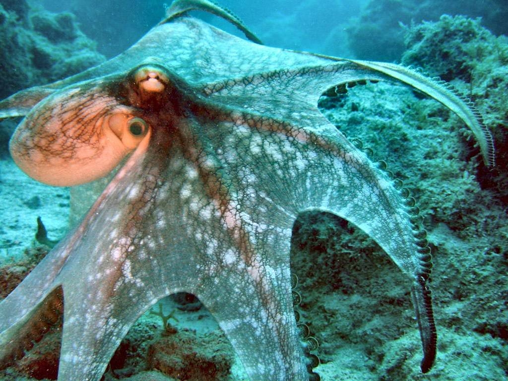 1030x770 Octopus Wallpaper and Background, Desktop