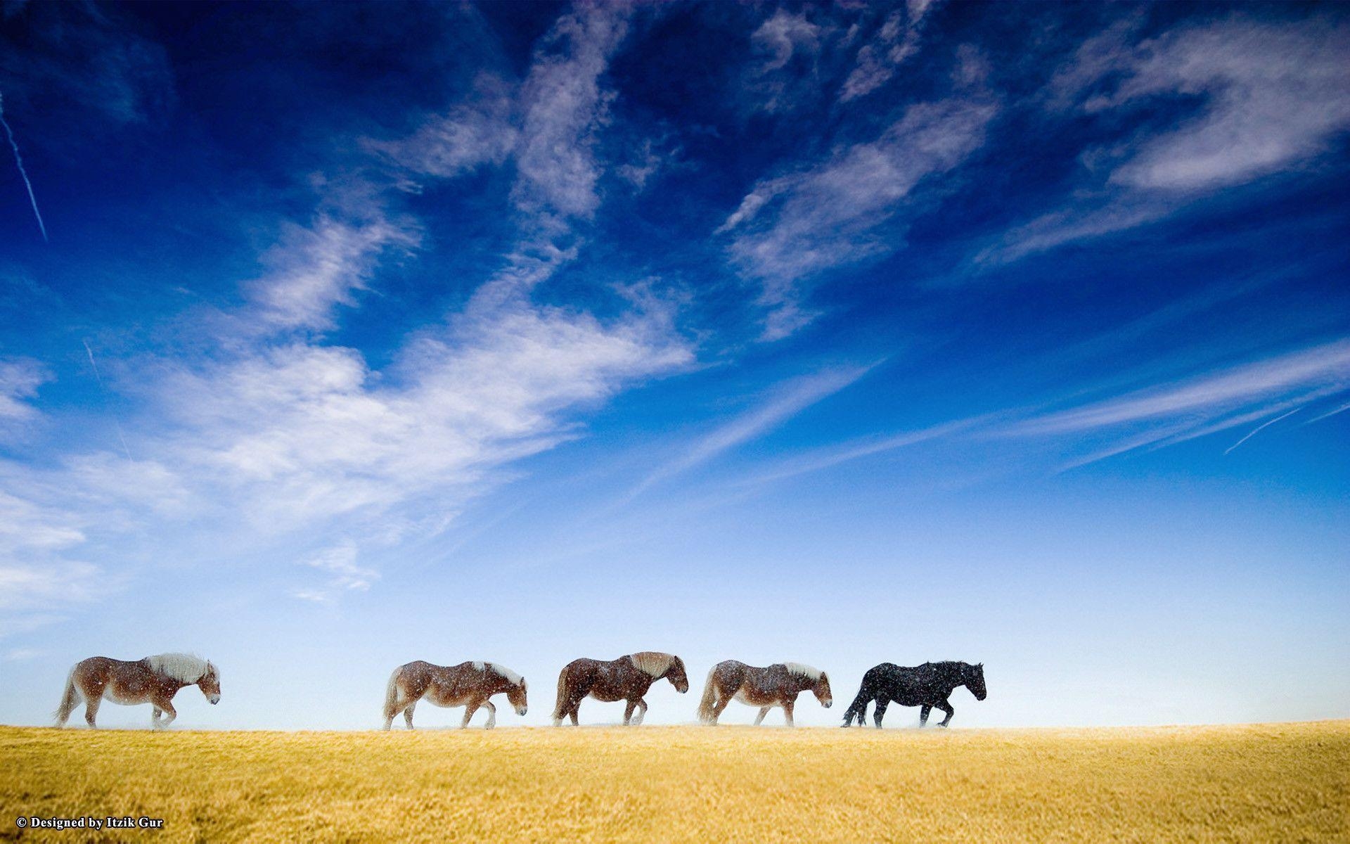 1920x1200 Pix For > Wild Horses Wallpaper, Desktop