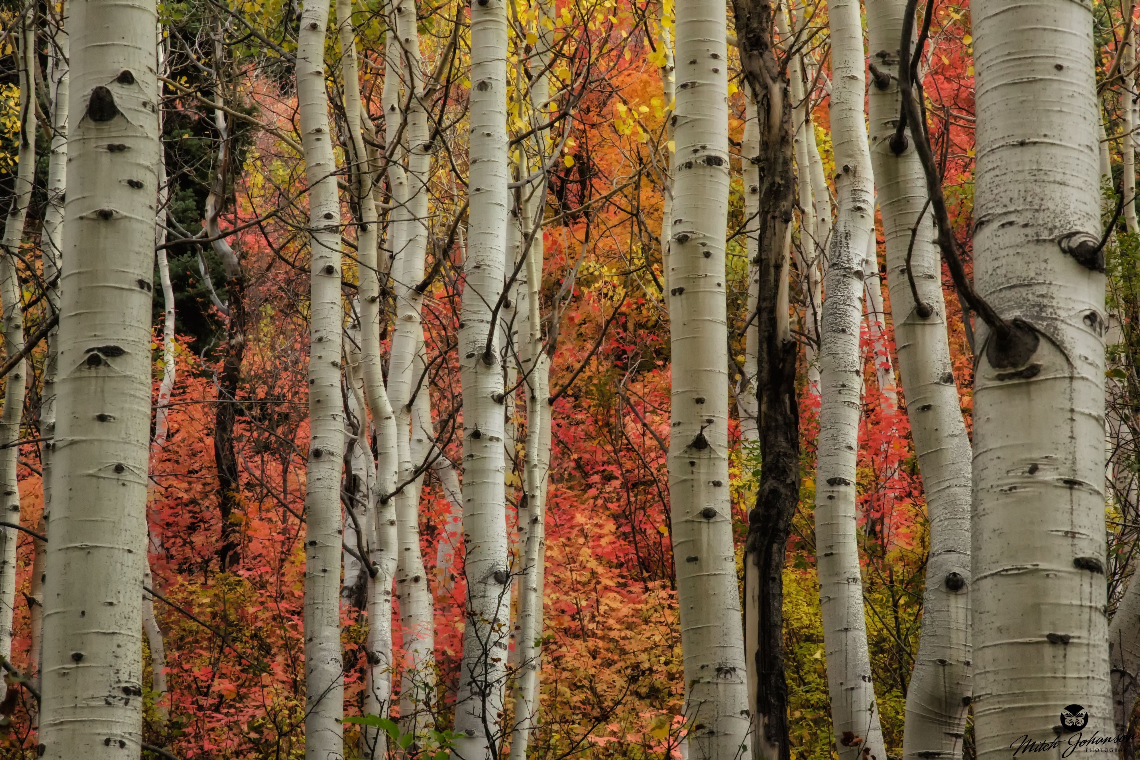 4000x2670 Aspen in the fall 4k Ultra HD Wallpaper, Desktop