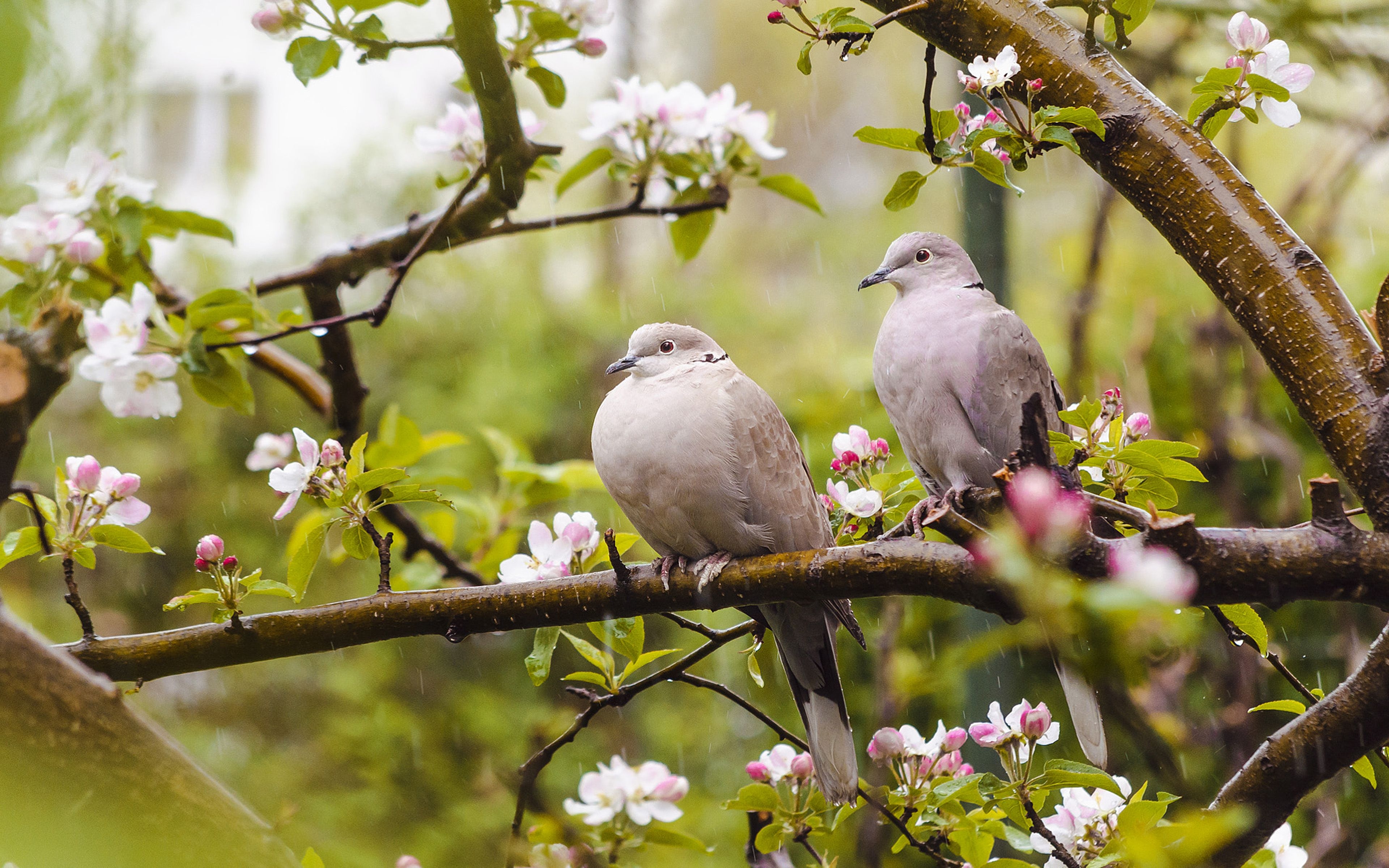 3840x2400 Bird Eurasian Collared Dove Type Of Dove Born In Warm Moderate, Desktop