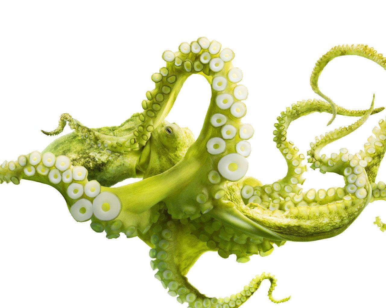 1280x1030 Image detail for -hd octopus wallpaper underwater octopus HD, Desktop