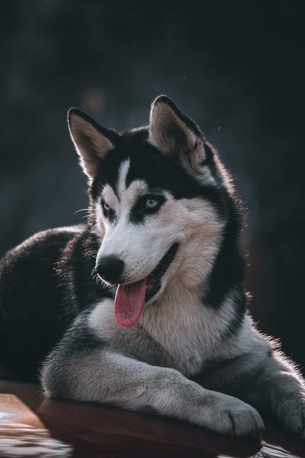 1000x1500 Siberian Husky Wallpaper [HD]. Download Free Image, Phone