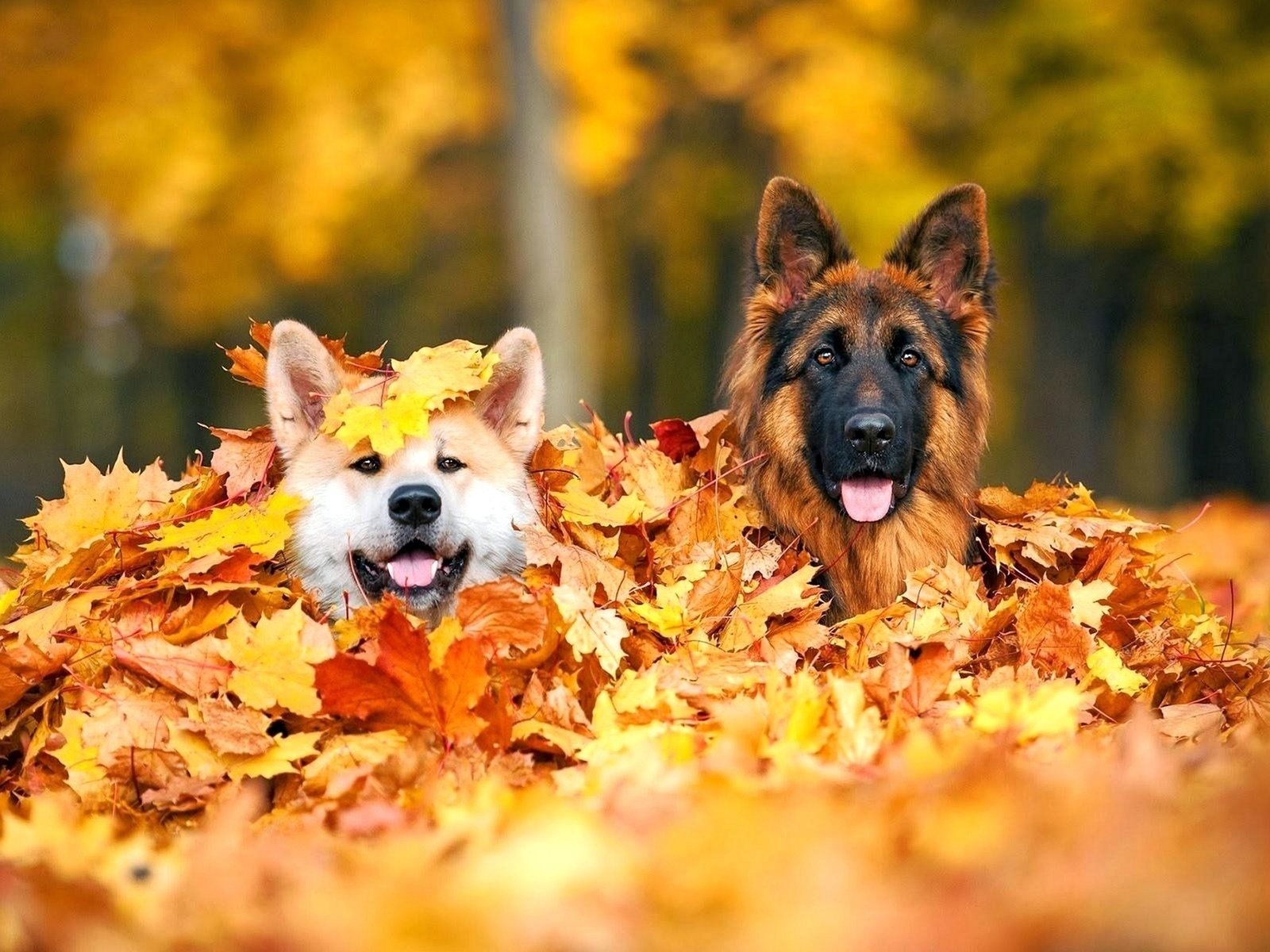 1600x1200 Dogs in Pile of Autumn Leaves Wallpaper, Desktop