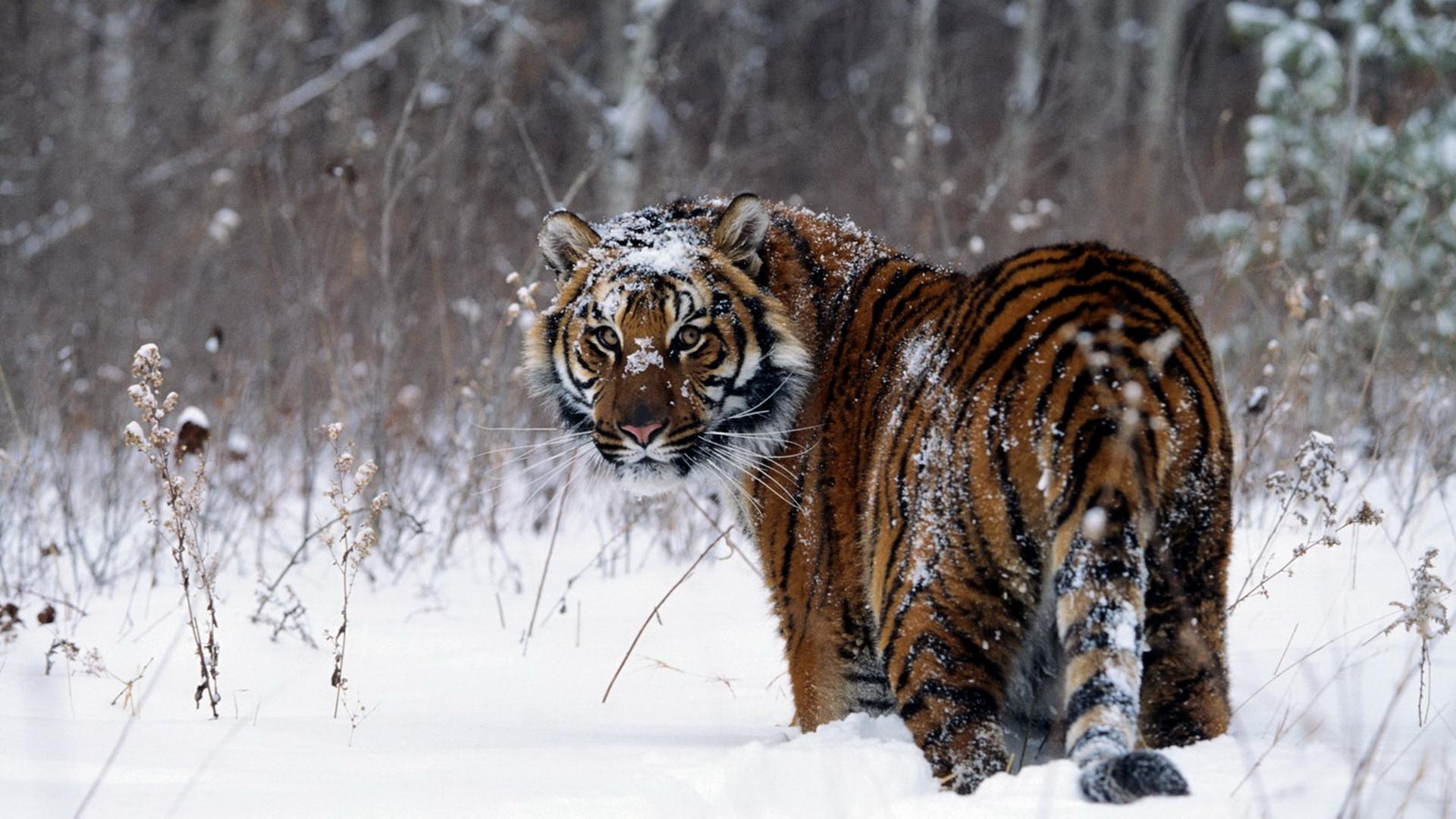 1920x1080 Snow Tiger HD Wallpaperx1080, Desktop