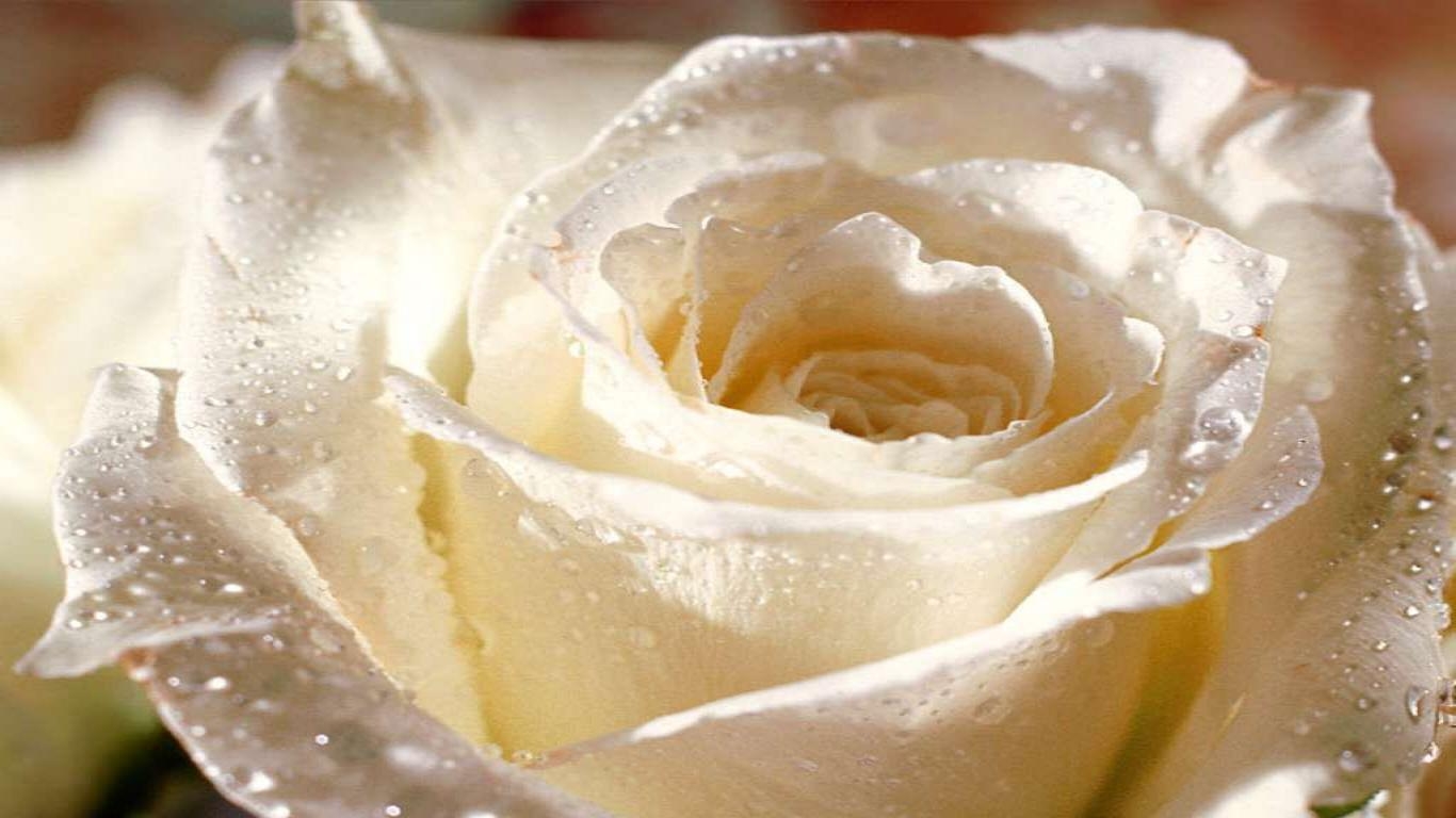 1370x770 White Rose Wallpaper, Desktop