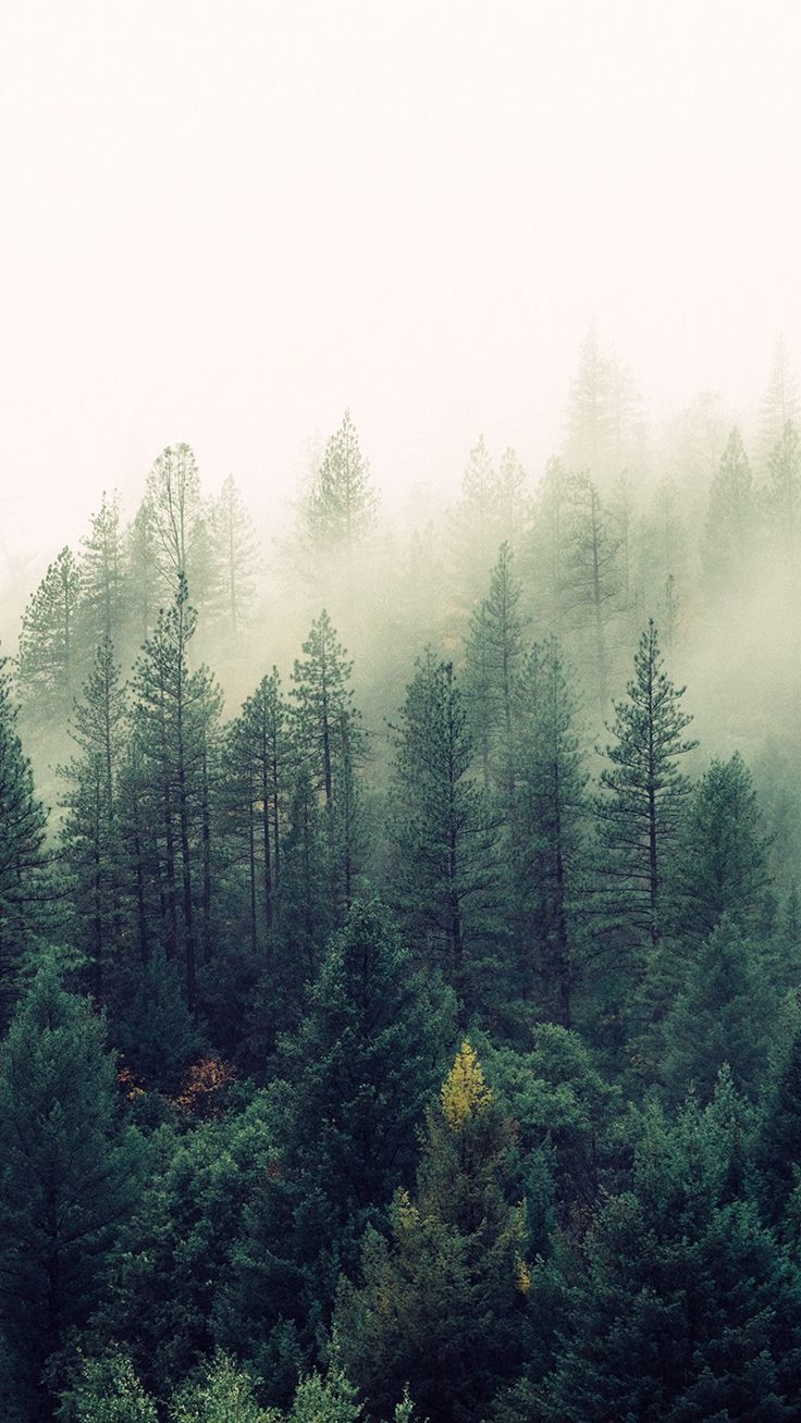 740x1310 Foggy Forest Download The Back To Nature iPhone Wallpaper Is Not A Place To Visit Its Home HD Wallpaper, Phone