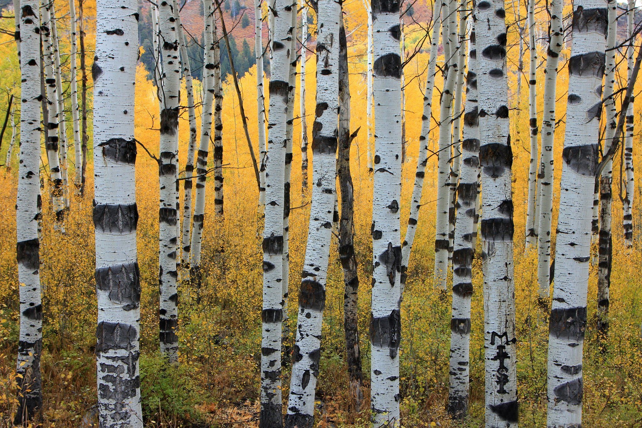 2050x1370 Autumn aspen trunks trees forest wallpaperx1365, Desktop