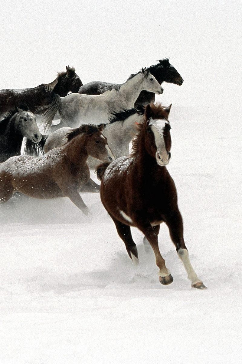 800x1200 Download Wallpaper  Horse, Herd, Running, Snow Iphone 4s 4 For Parallax HD Background, Phone