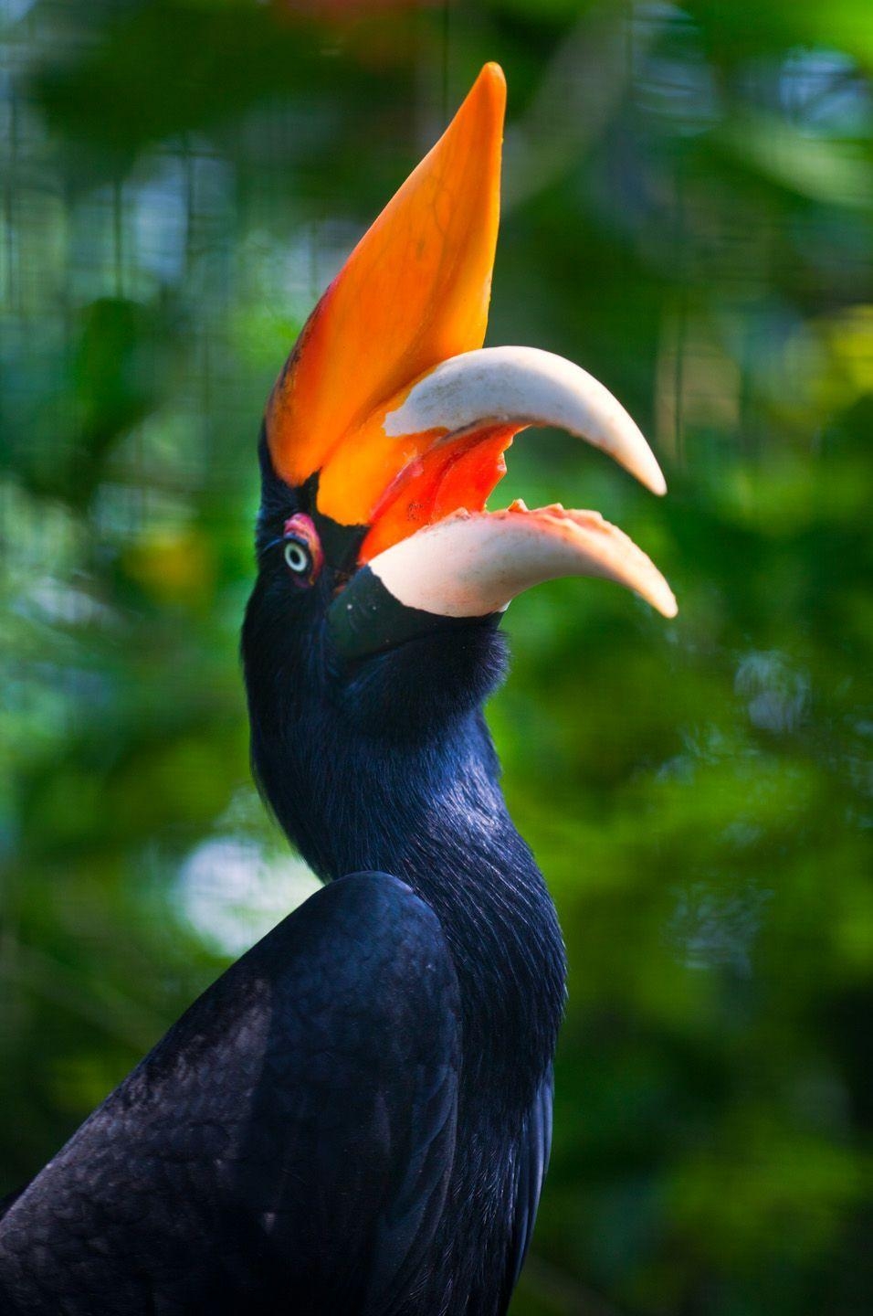 960x1440 Rhinoceros hornbill, Phone