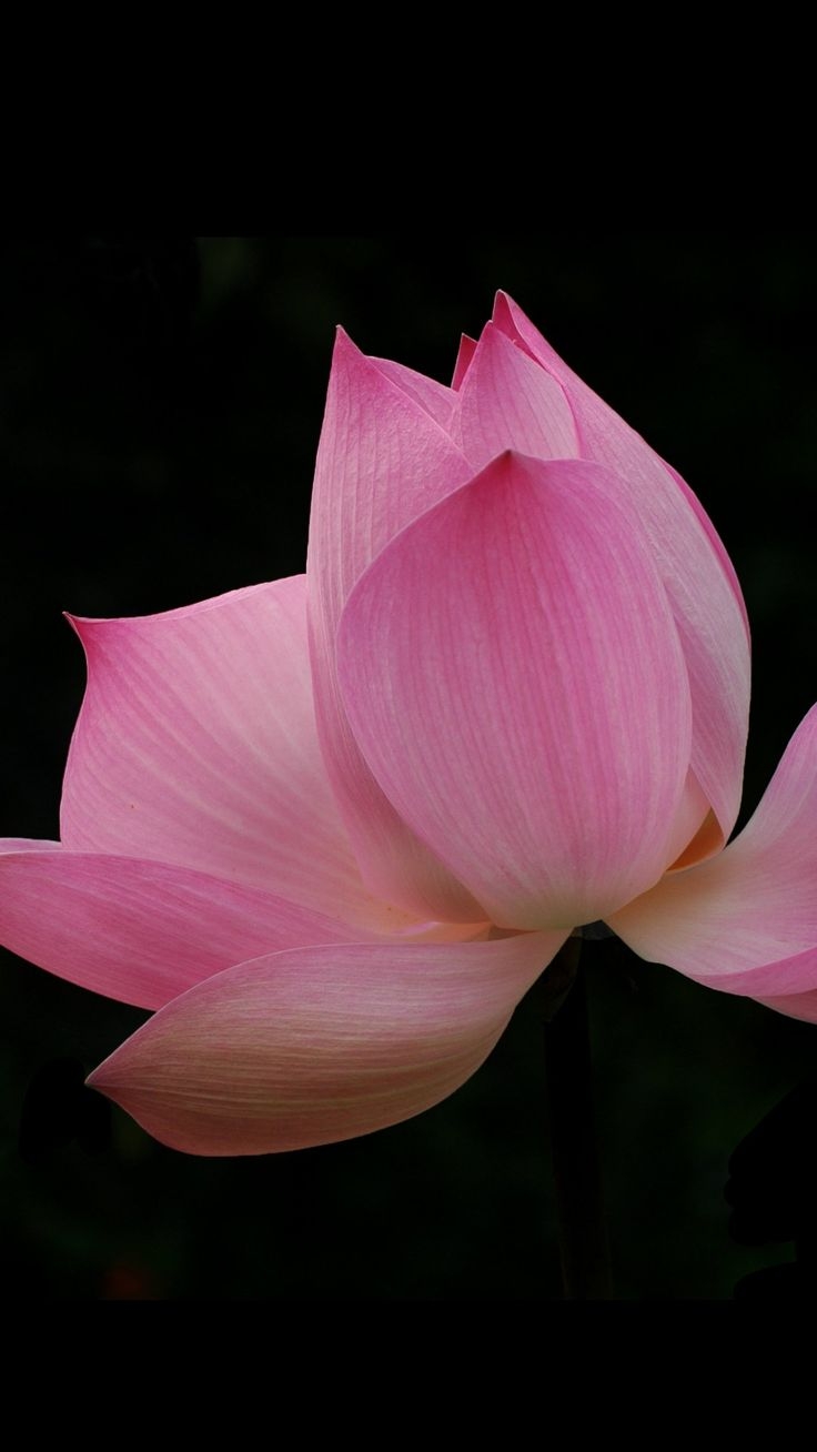 740x1310 Pink Lotus Wallpaper, Android & Desktop Background. Pink lotus wallpaper, Lotus wallpaper, Flower iphone wallpaper, Phone