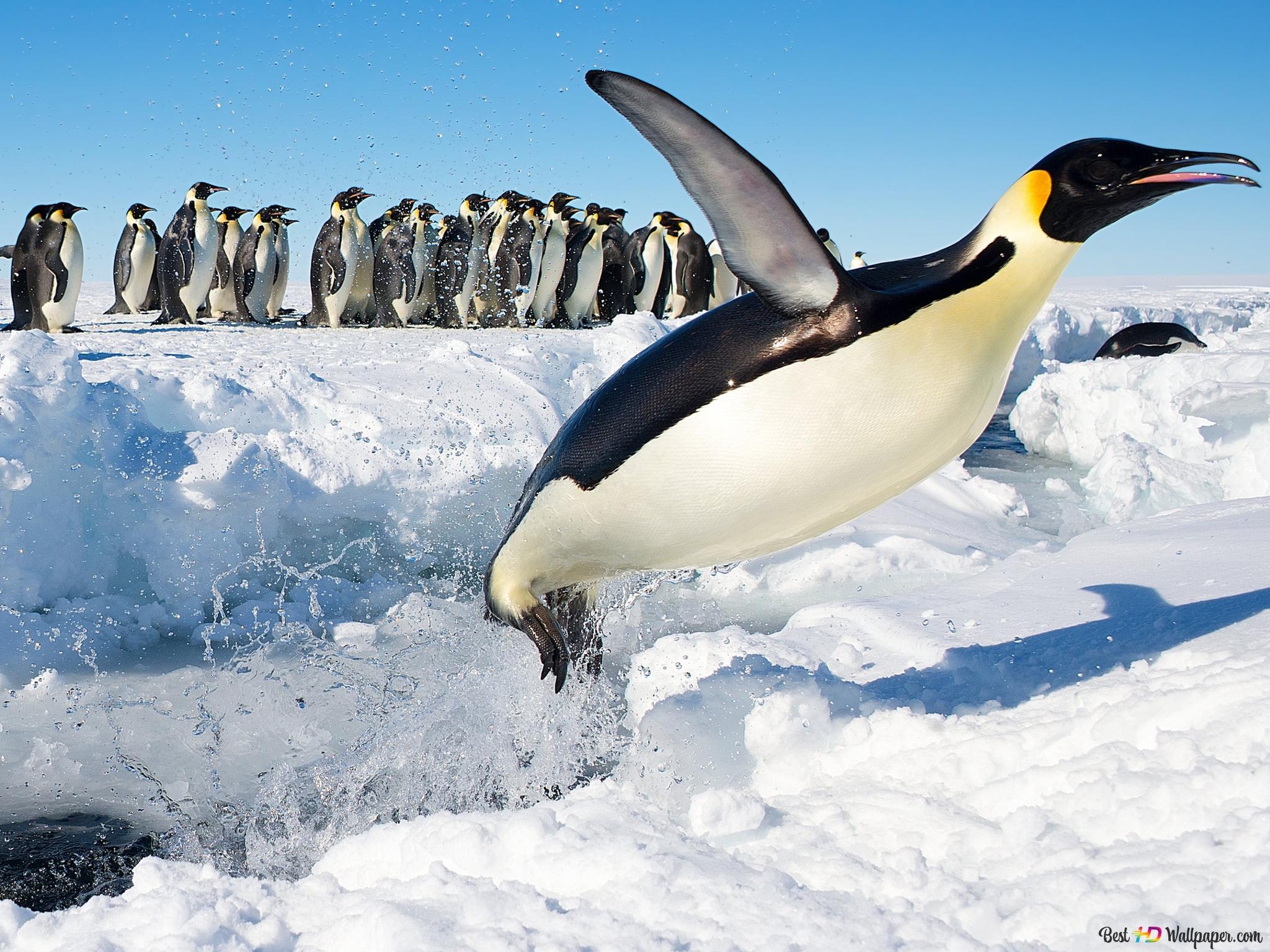 2050x1540 Penguins, Wait for Me 4K wallpaper download, Desktop