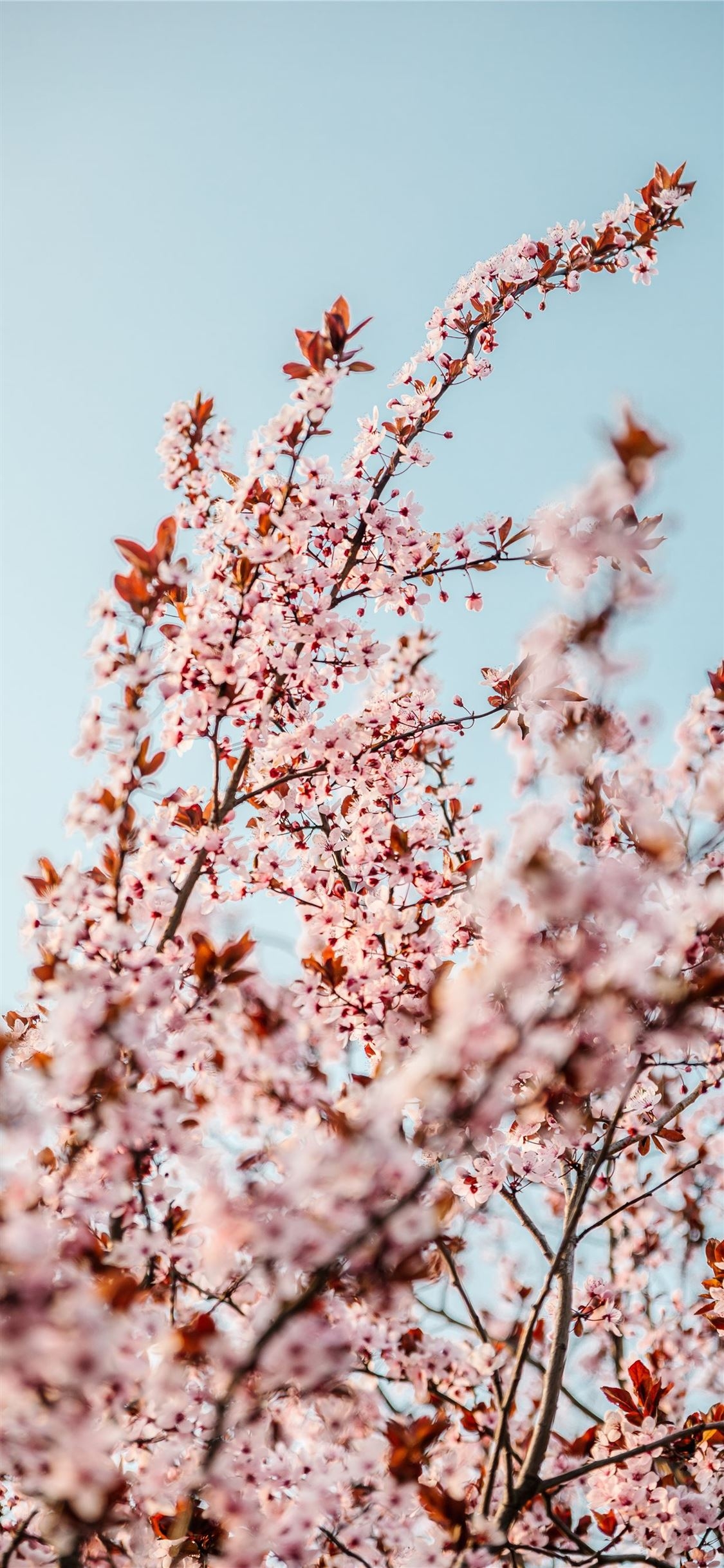 1130x2440 white cherry blossom tree during daytime iPhone X Wallpaper Free Download, Phone