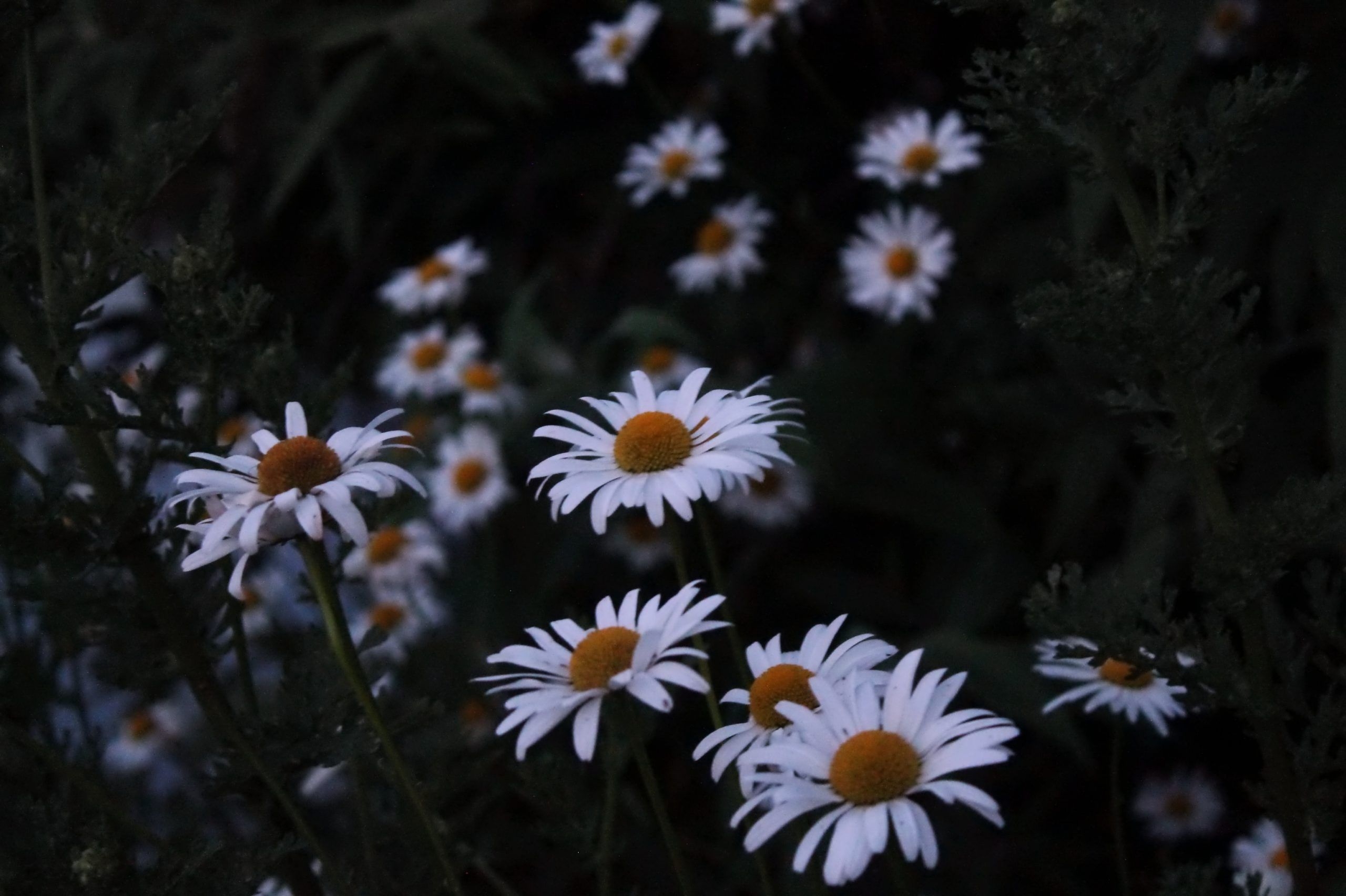 2560x1710 White daisy flower wallpaper.wallpaperforu.com, Desktop