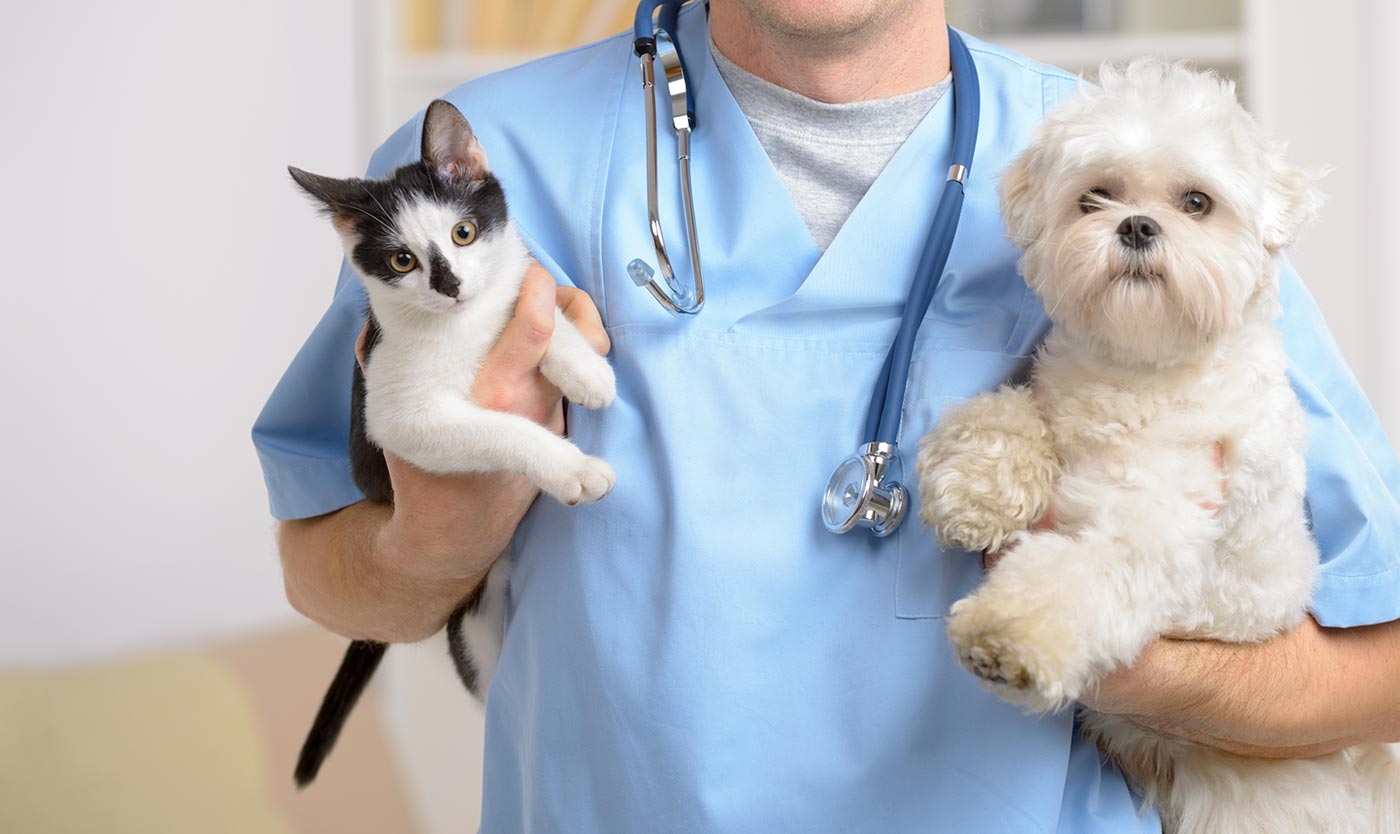 1400x840 Veterinarian Wallpaper Veterinarian Wallpaper & Background Download, Desktop