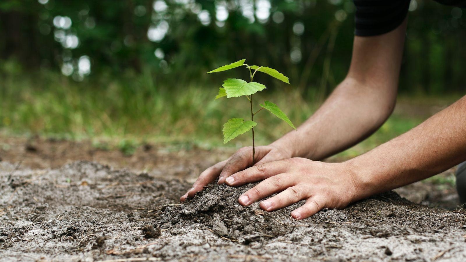 1600x900 Tu Bishvat 2019. My Jewish Learning, Desktop