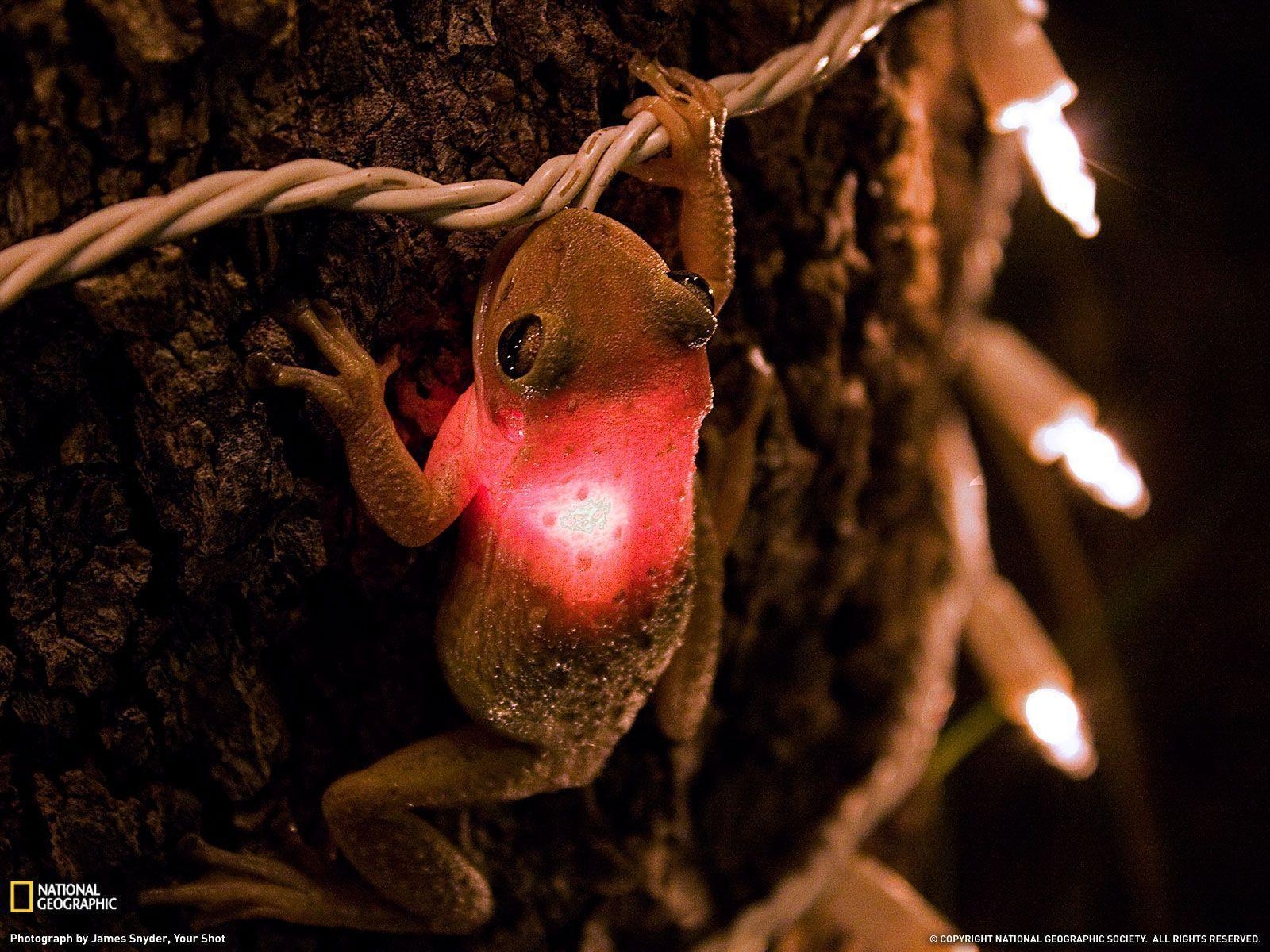 1600x1200 Cuban Tree Frog, Florida, Desktop