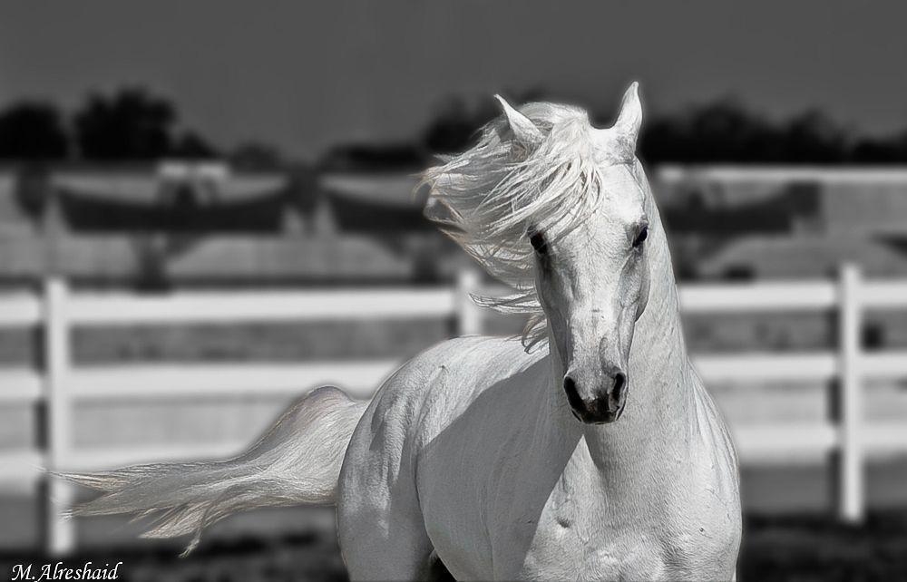 1000x650 Animals For > Horses Wallpaper Black And White, Desktop