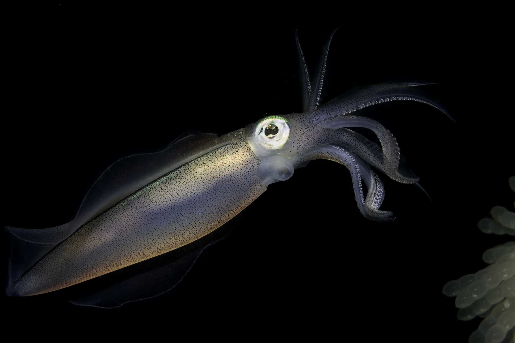 2100x1400 Squid HD Wallpaper Planent, Desktop