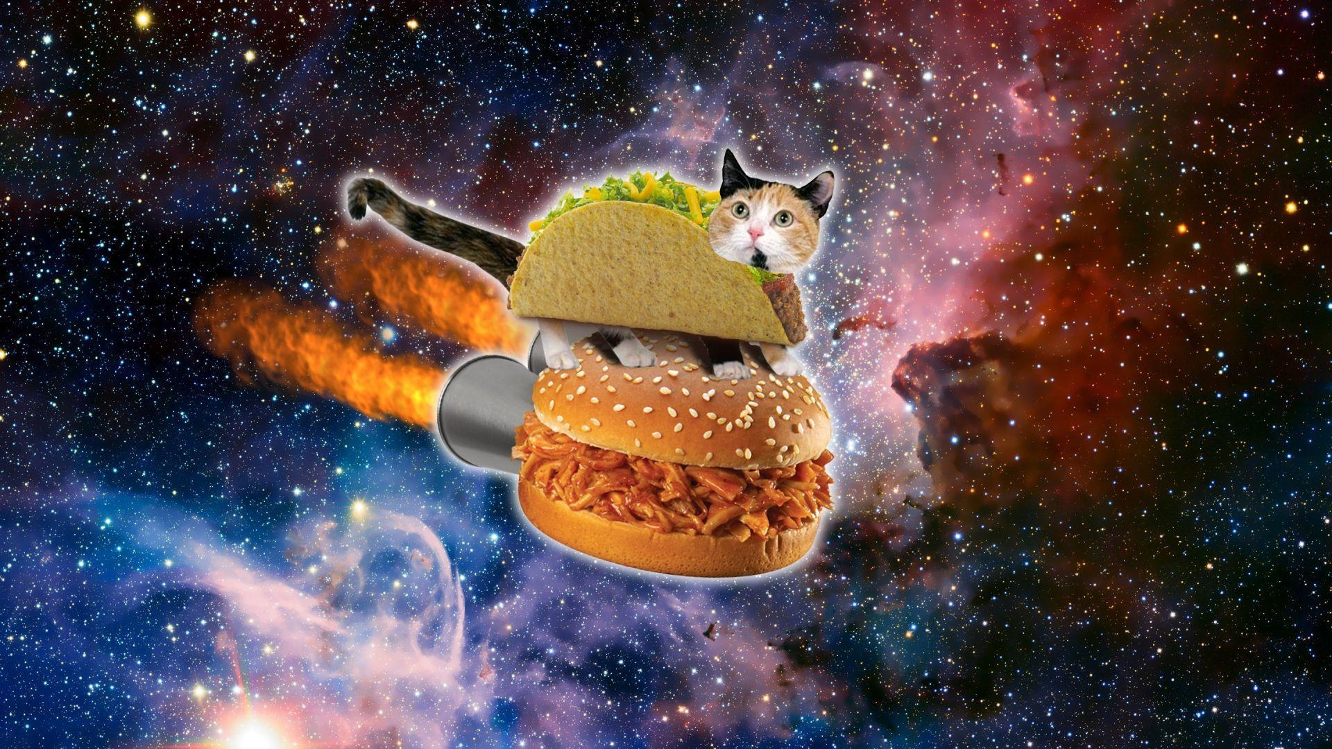 1920x1080 OMG. Space cat, Cat wallpaper, Taco cat, Desktop