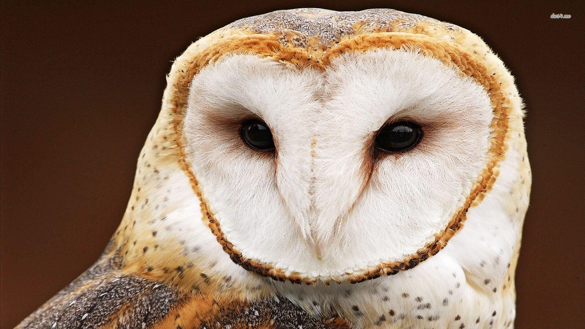 1920x1080 Pix For > White Owl Wallpaper, Desktop