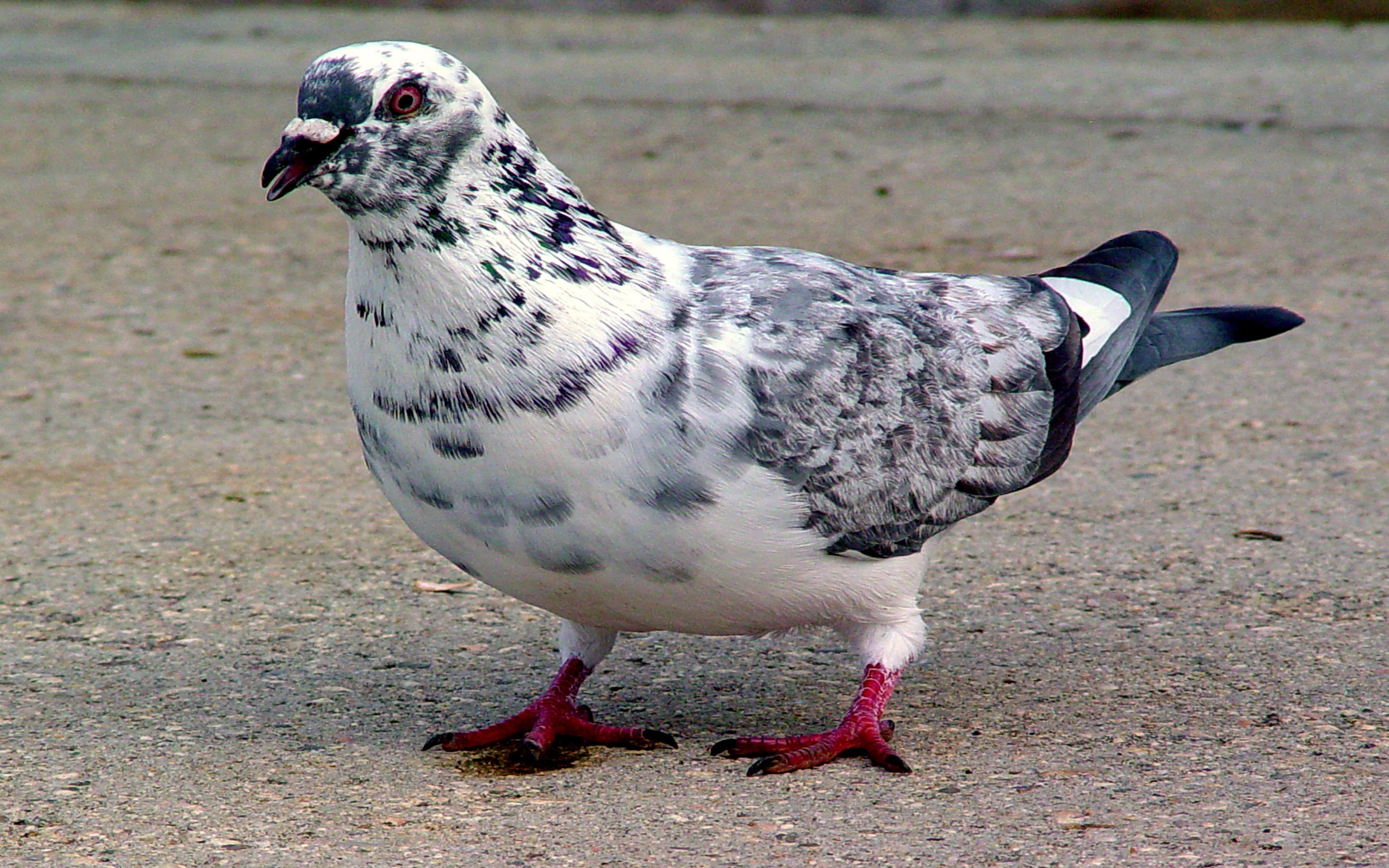 3840x2400 Leucistic Rock Pigeon Desktop Wallpaper HD Resolution, Desktop