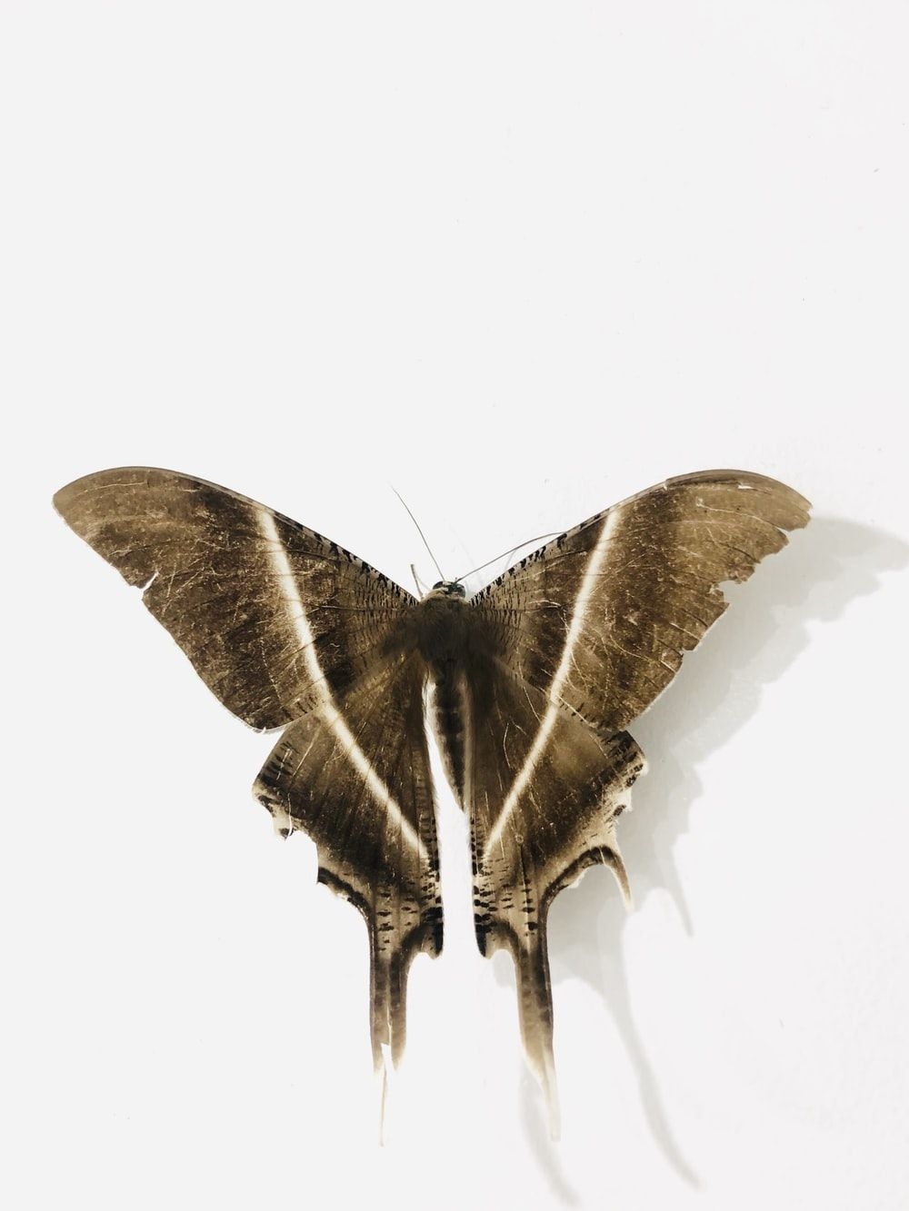 1000x1340 Moth Picture. Download Free Image, Phone