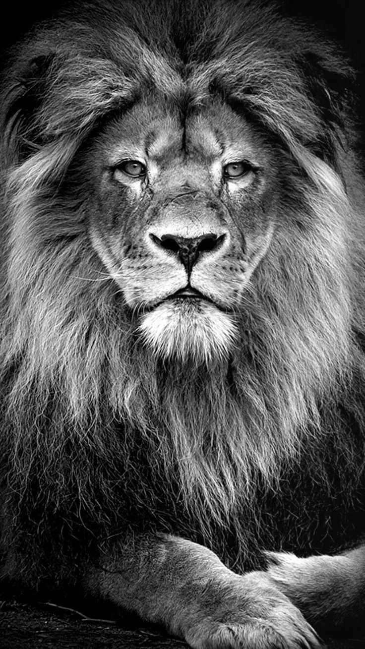 740x1310 Dark Lion Wallpaper, Phone